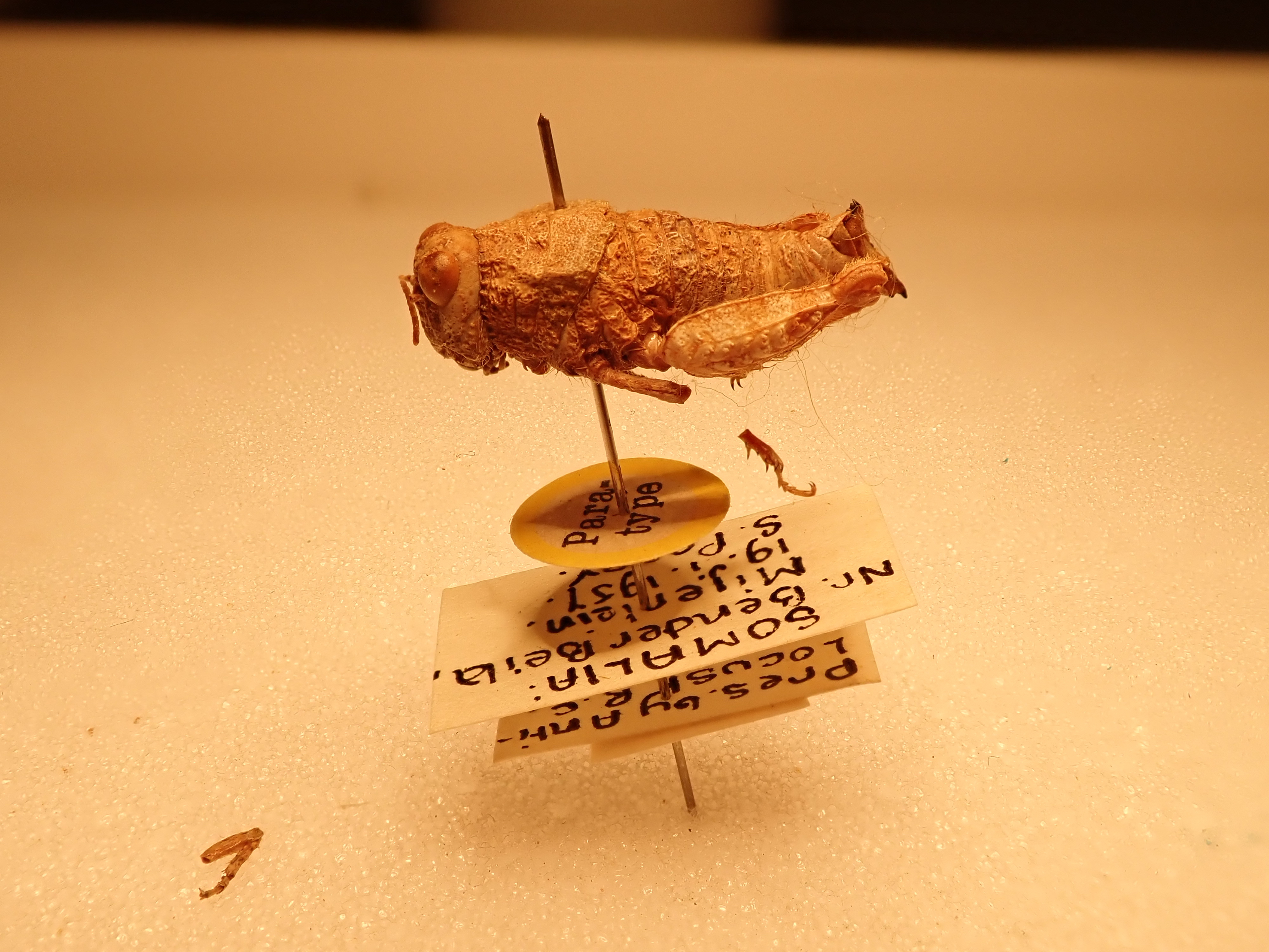 CollectionObject 1520378; d062d591-9120-4025-a025-683e6883b266: lateral view, male (holotype). (CollectionObject).