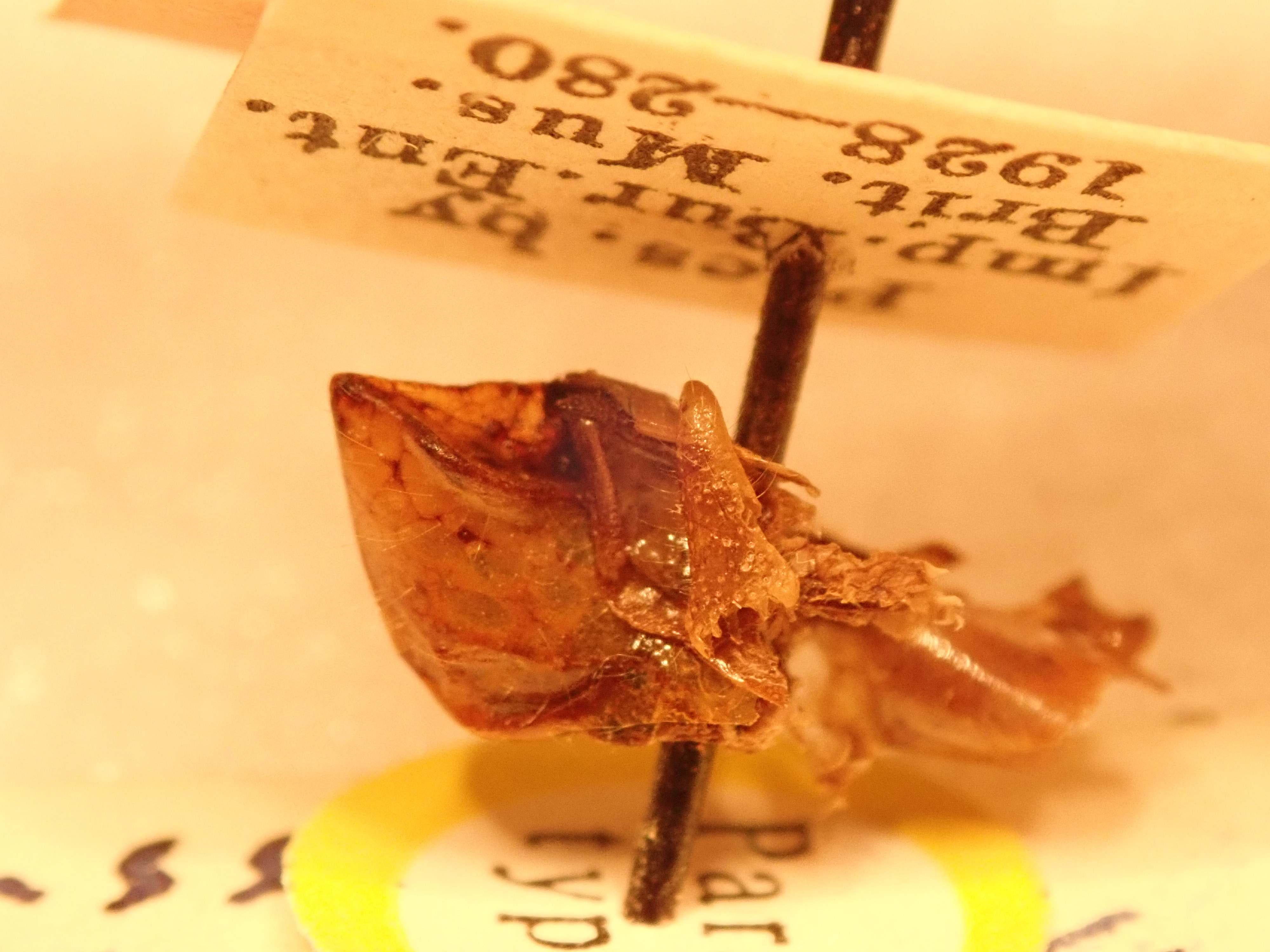 CollectionObject 2074132; 43dc1005-9b5f-4331-b6fe-2ad274295c60: (paratype). (CollectionObject).
