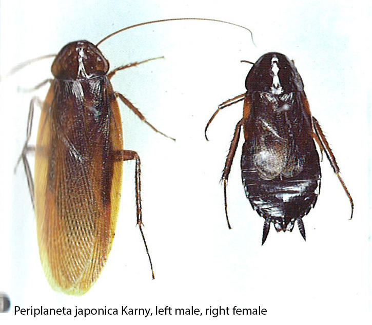 Crescispina japonica (Karny, 1908): (Otu).
