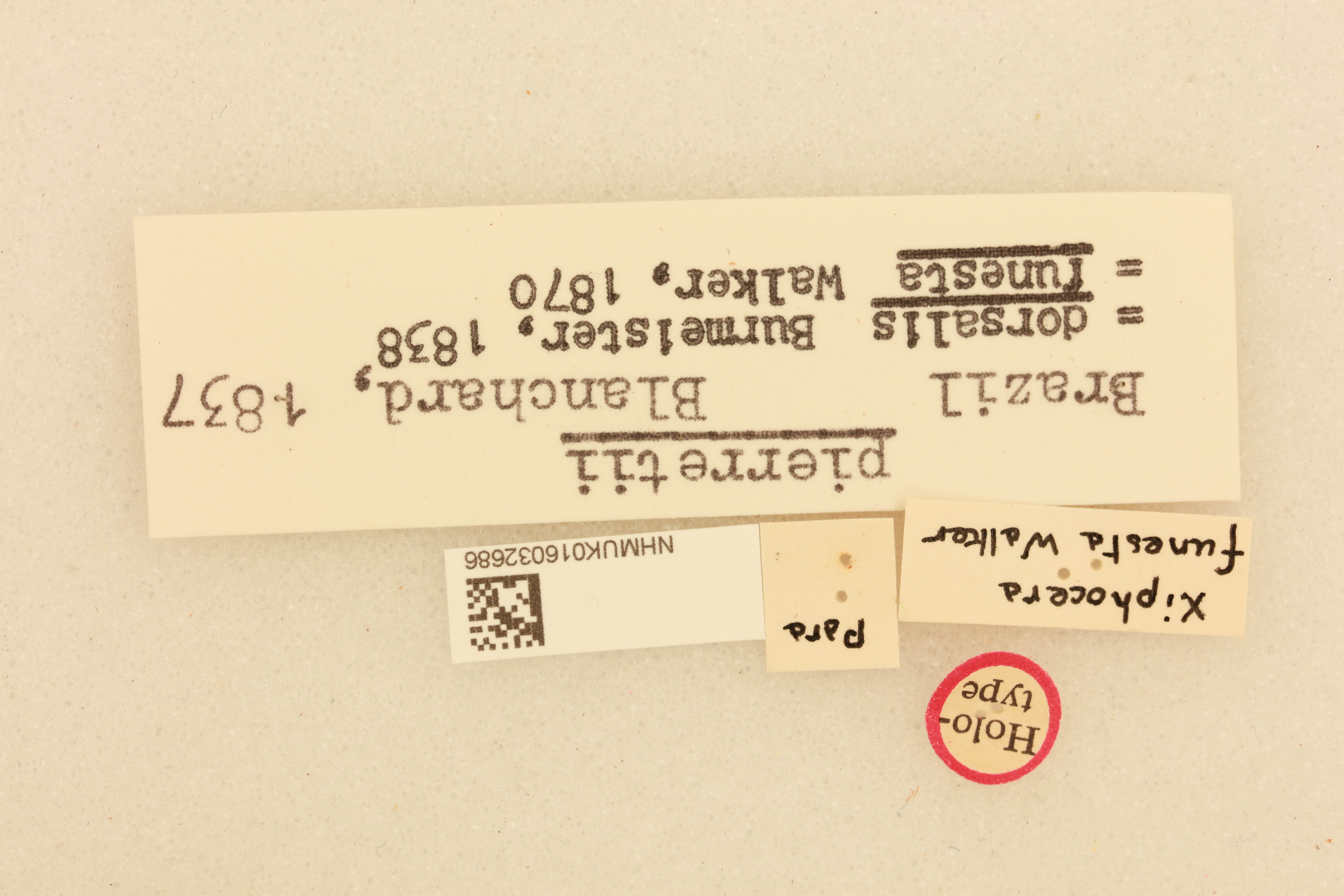 CollectionObject 1518631; 40461009-d1bd-4d8f-ac7b-b2b49dc642a1, NHMUK016032686: labels (holotype of Xiphocera funesta). (CollectionObject).