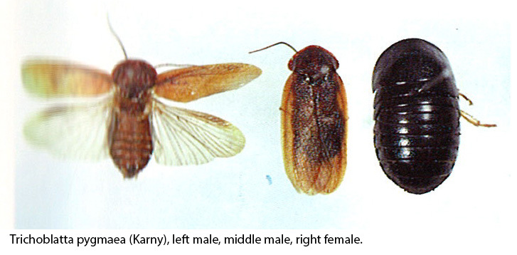 Perisphaerus pygmaeus Karny, 1915: (Otu).