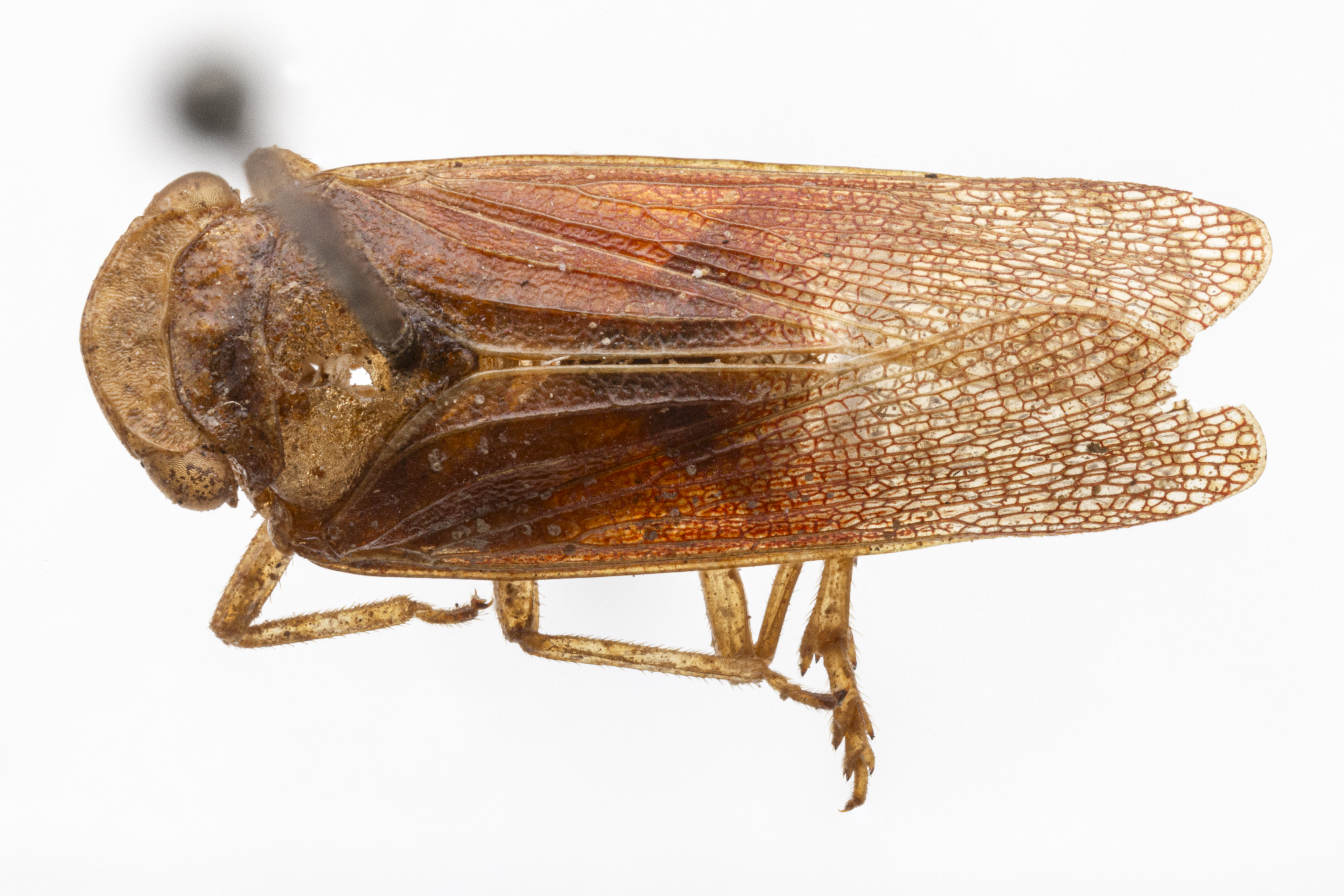 Habitus, dorsal view: (Observation).