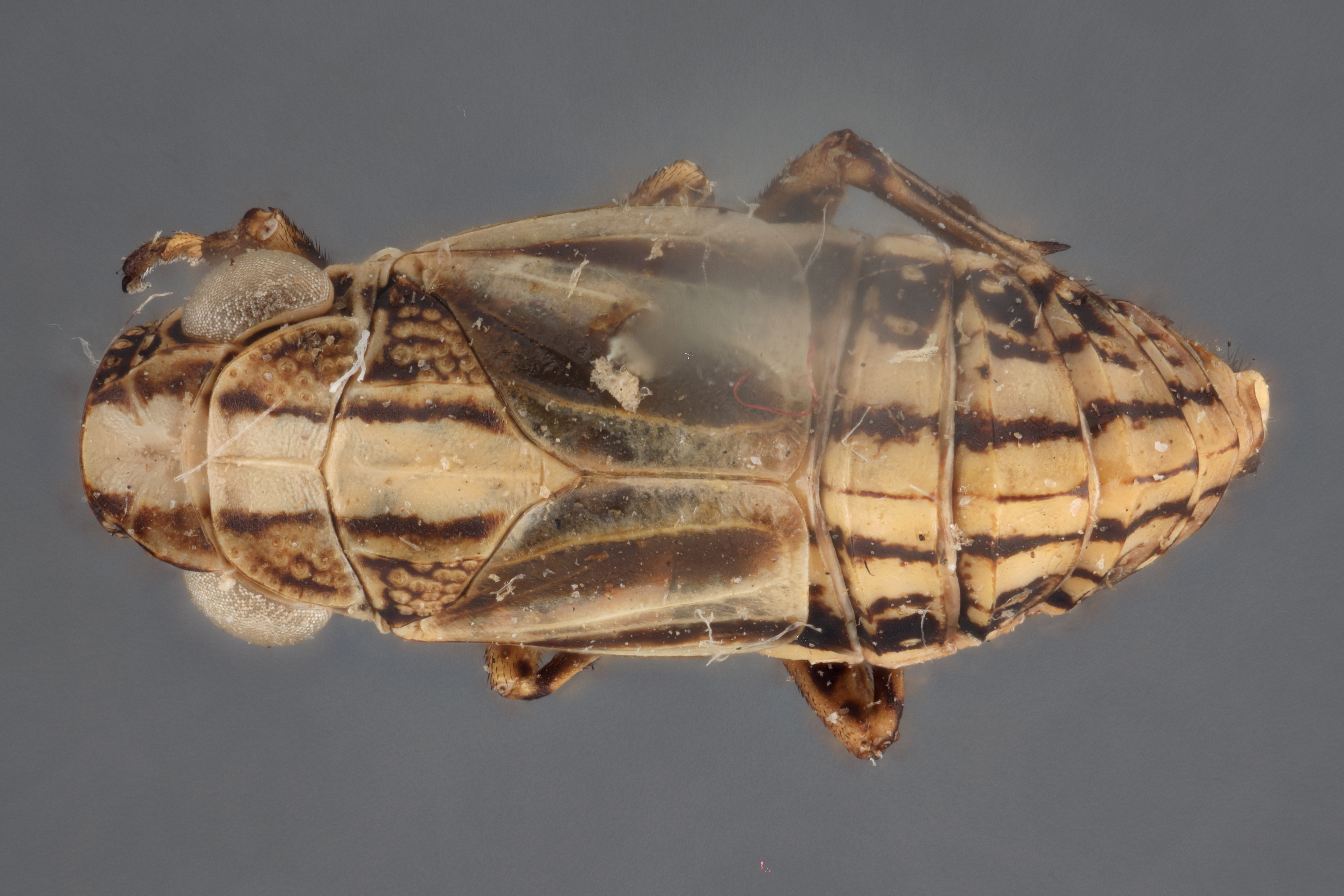 Habitus, dorsal view: !! display not done !! on Nenema histrionicum (Stål, 1862): (Observation).