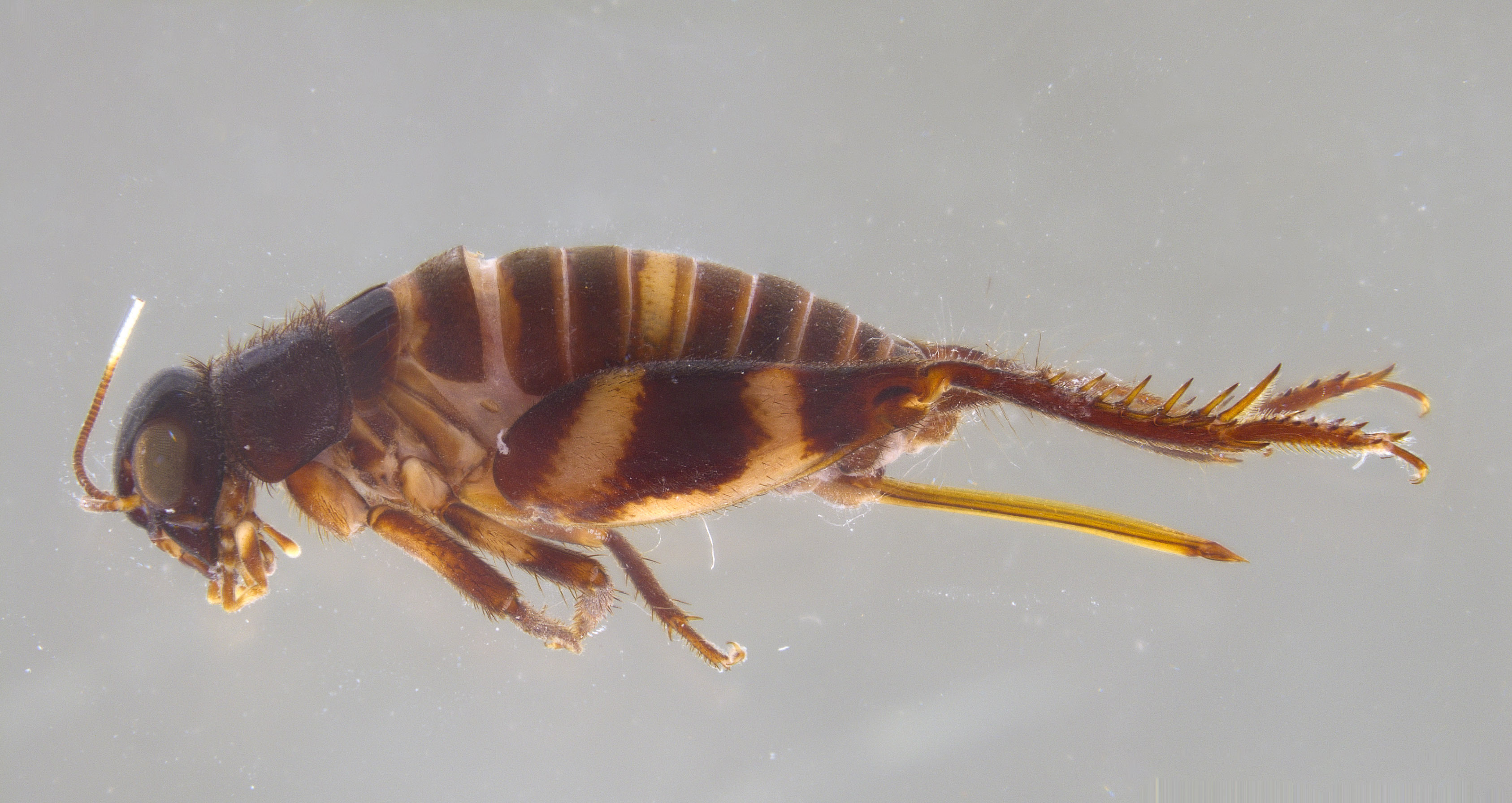 CollectionObject 2078018; bf3cdafd-72b4-402e-bbc7-6b7f4282153b, MPEGMPEG.HEX 05050473: Female, lateral view. (CollectionObject).