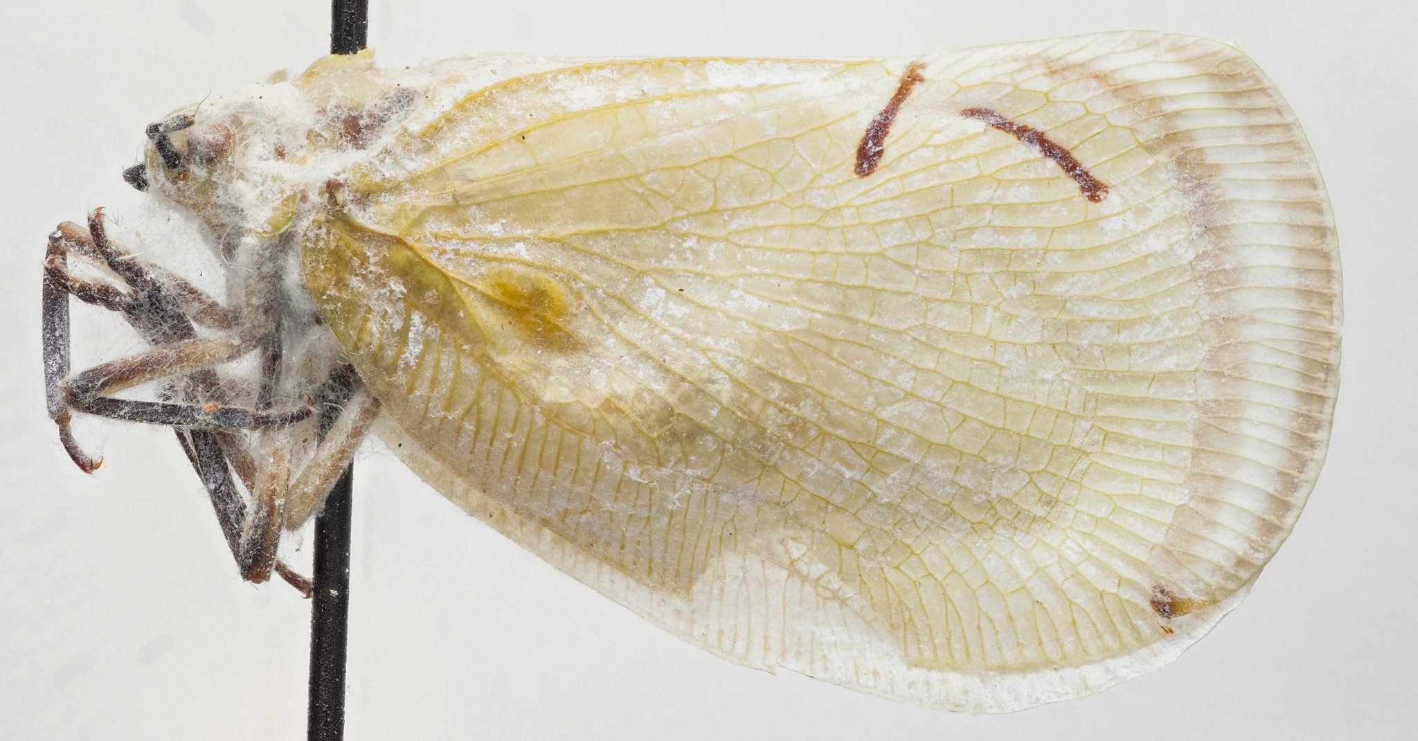 Habitus, lateral view: (Observation).