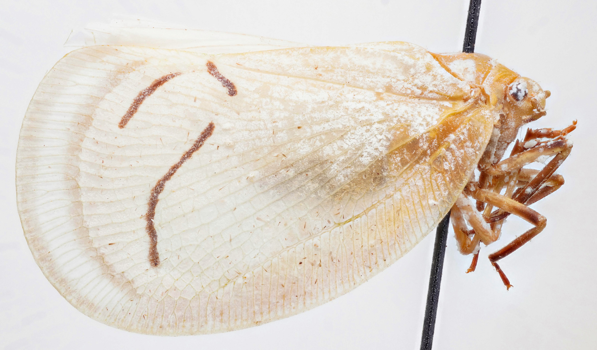 Habitus, lateral view: !! display not done !! on Cerynia albata (Stål, 1854): (Observation).