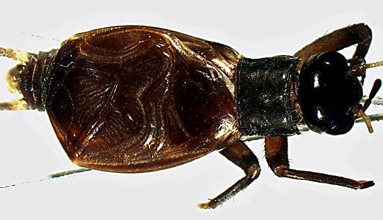 CollectionObject 1957657; 59e275e6-1b2c-4ffd-a3be-812f00b3ad20: Paratype, male, dorsal view. (CollectionObject).