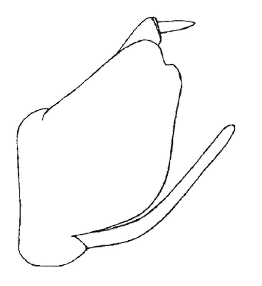 Pygofer, lateral view: Male holotype: pygofer, valve, subgenital plate and anal tube, lateral view. (Observation).