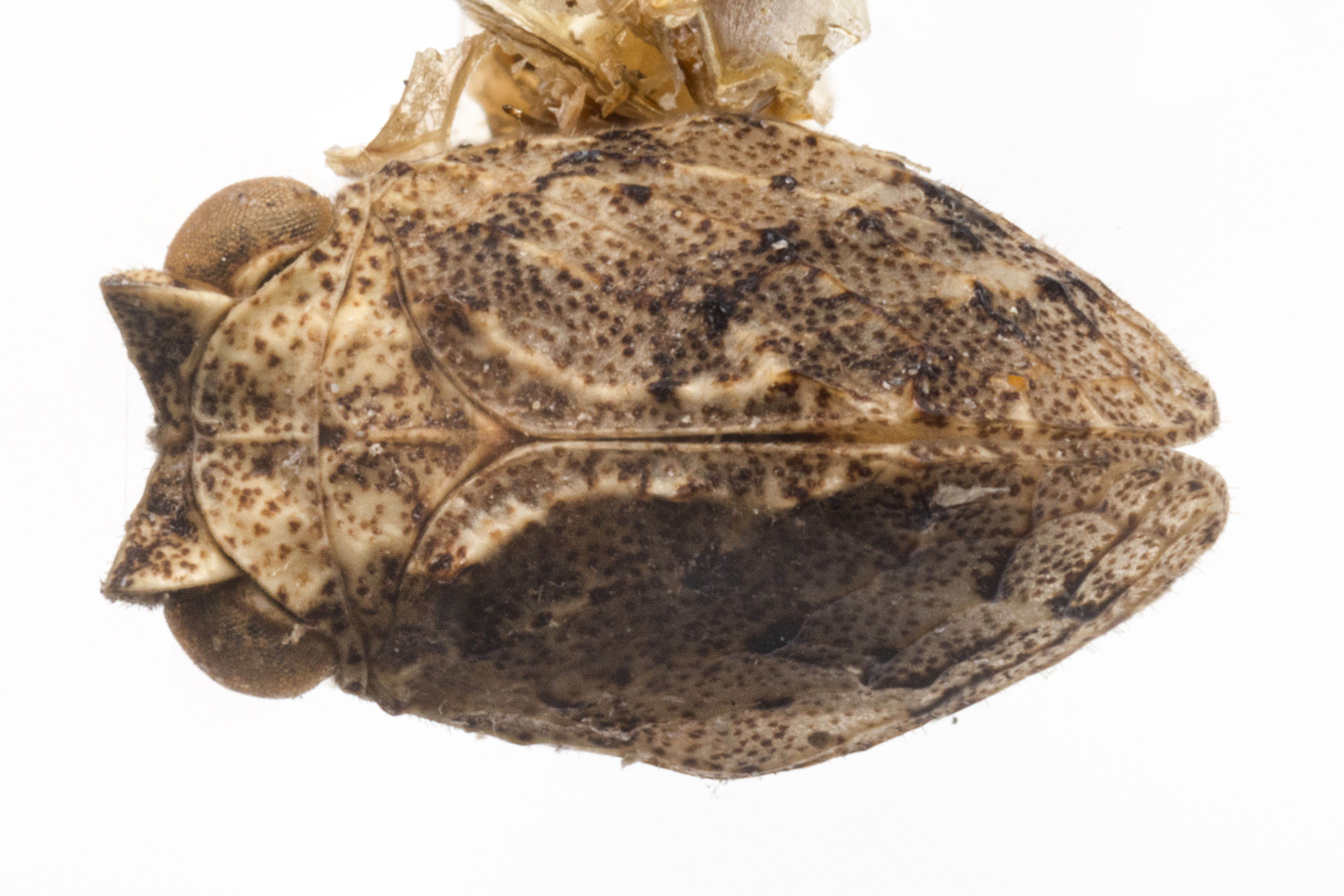 Habitus, dorsal view: (Observation).