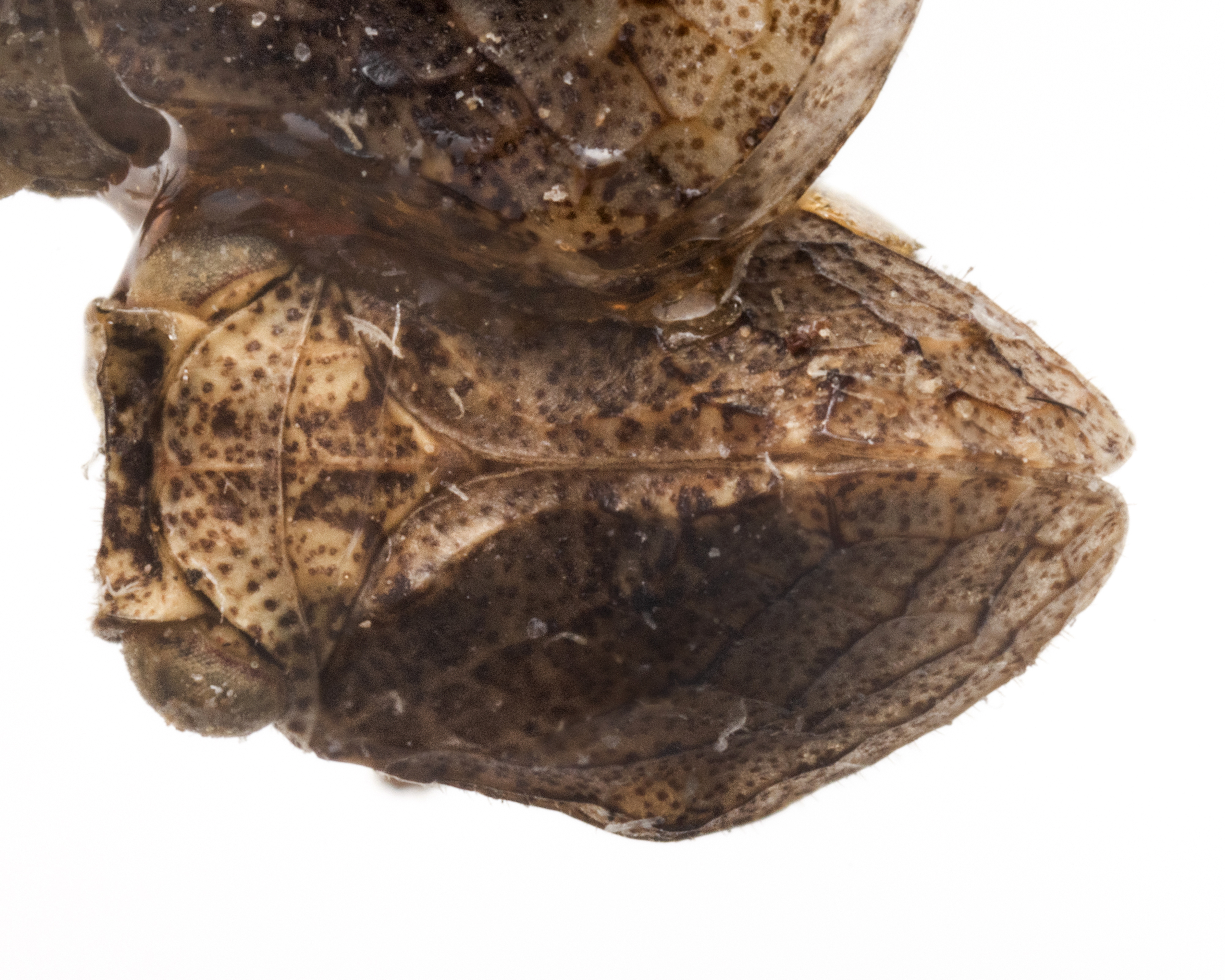 Habitus, dorsal view: (Observation).