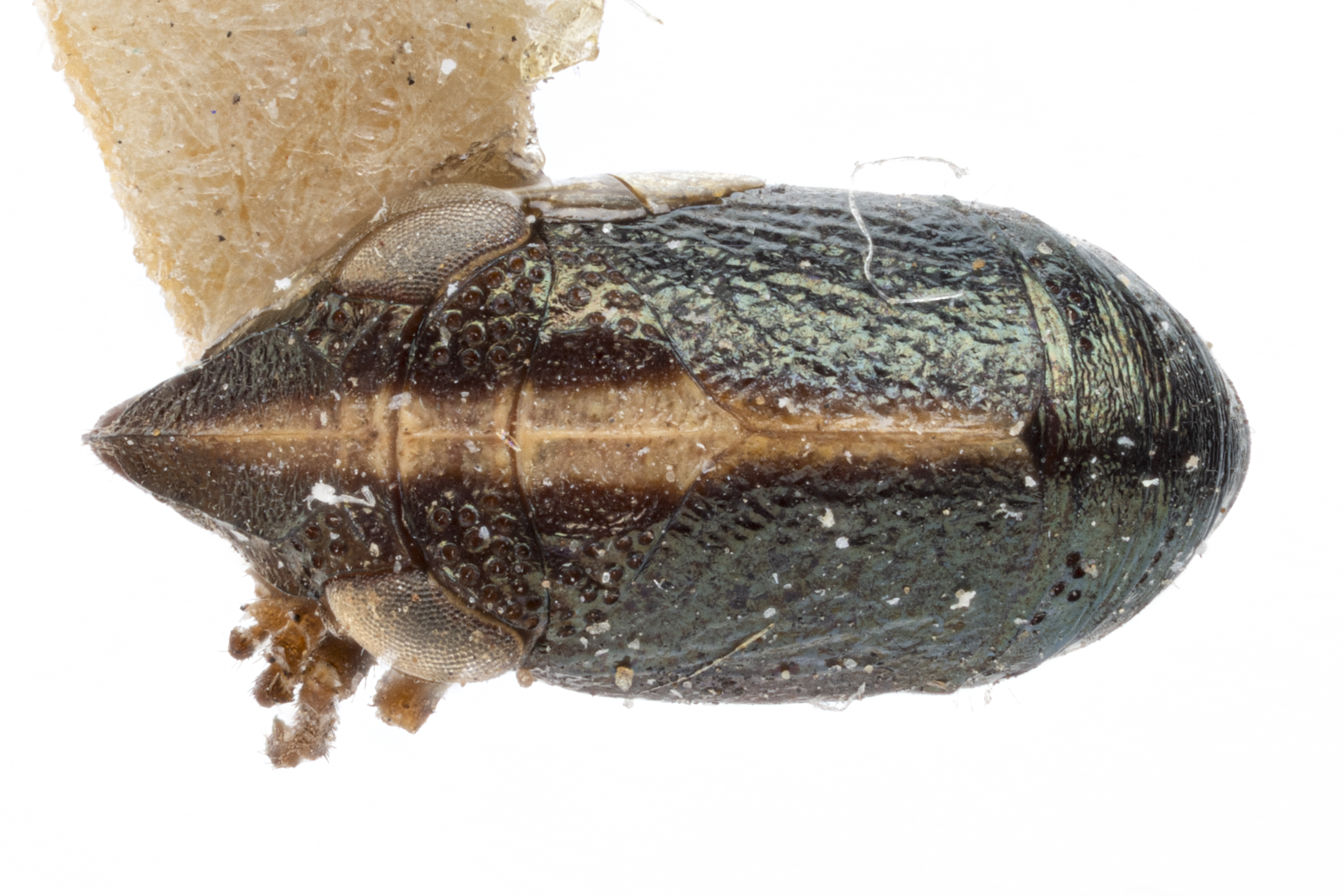 Habitus, dorsal view: !! display not done !! on Bruchomorpha bunni Doering, 1940: (Observation).