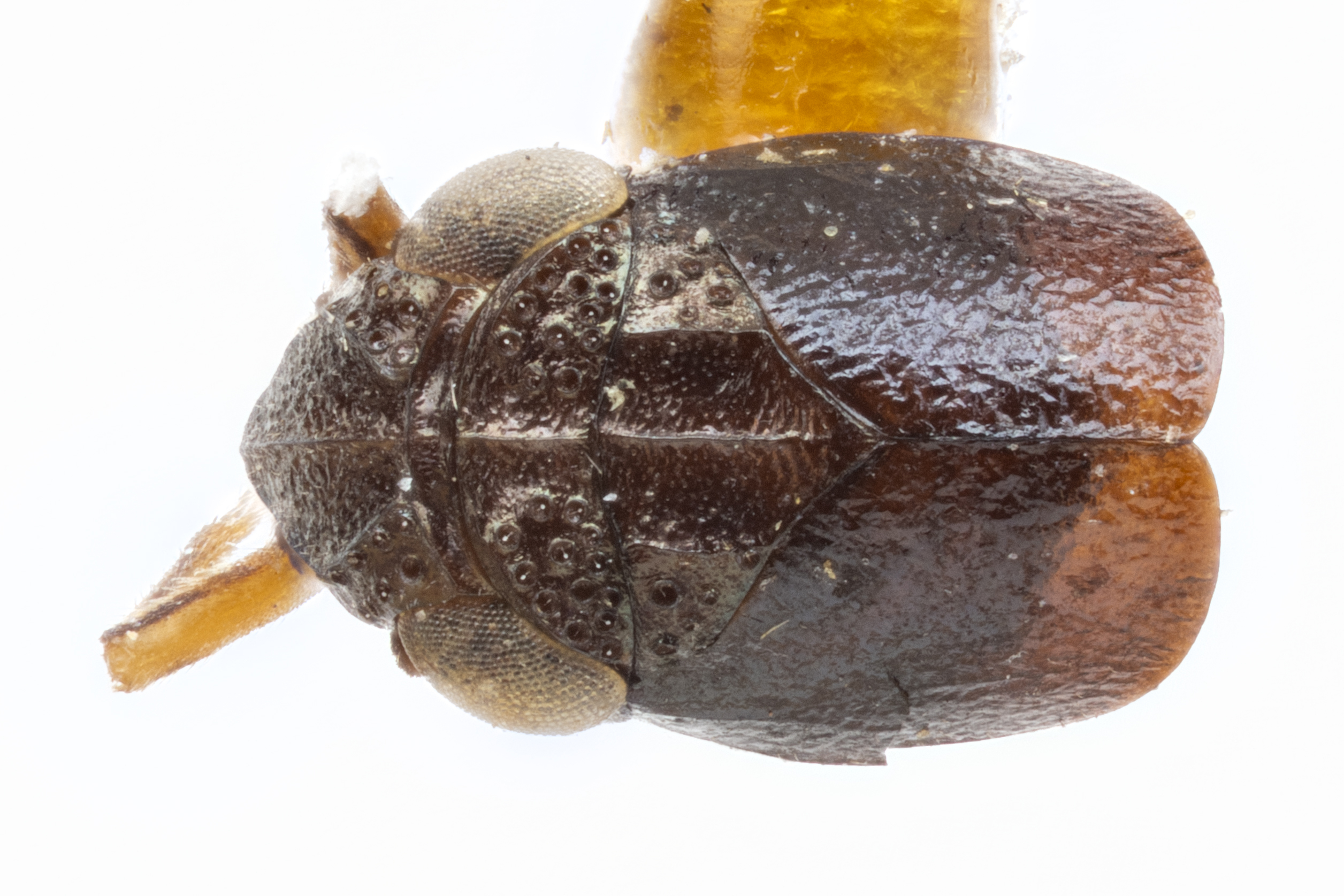 Habitus, dorsal view: !! display not done !! on Bruchomorpha duocantha Caldwell, 1945: (Observation).