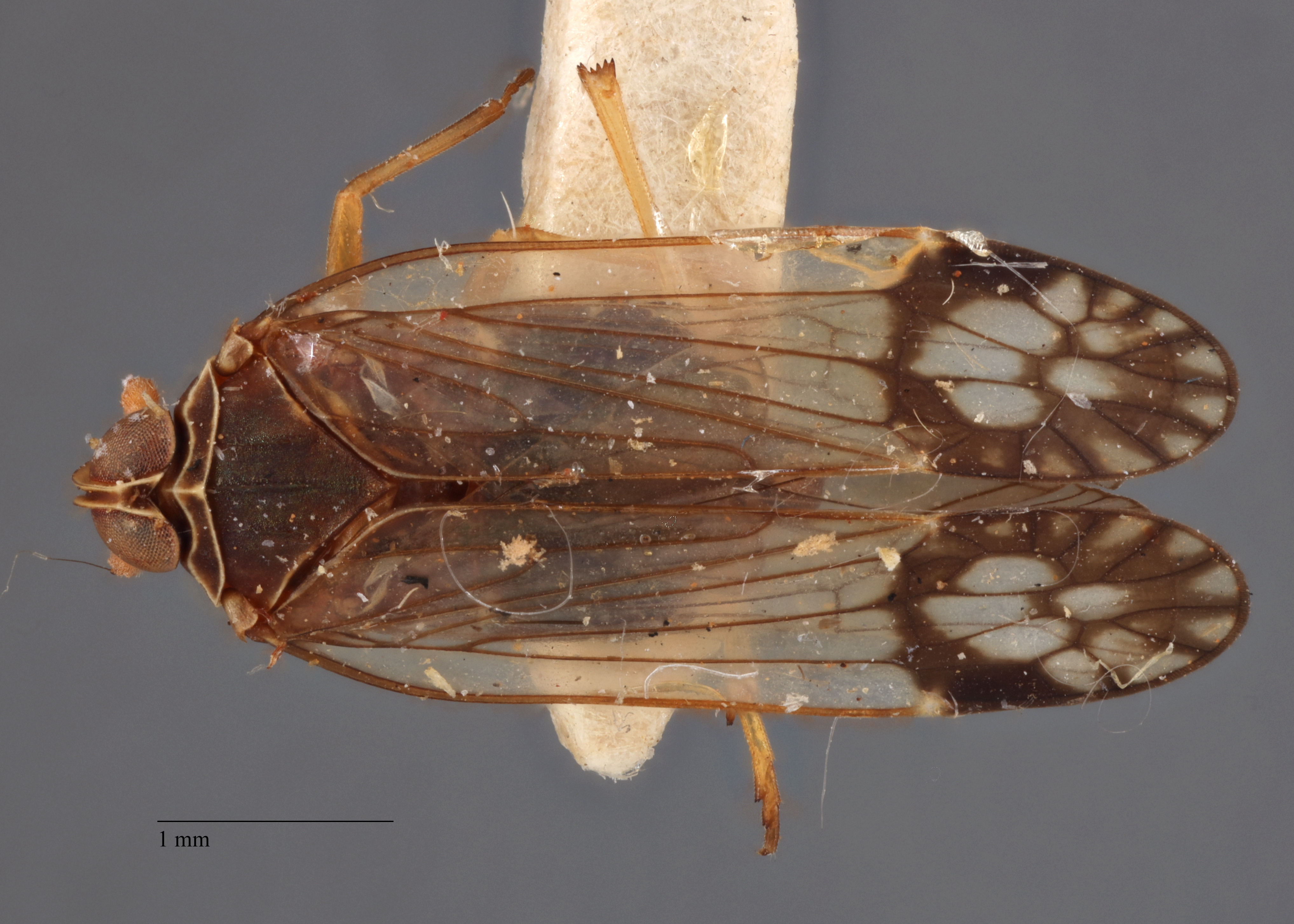 Habitus, dorsal view: (Observation).