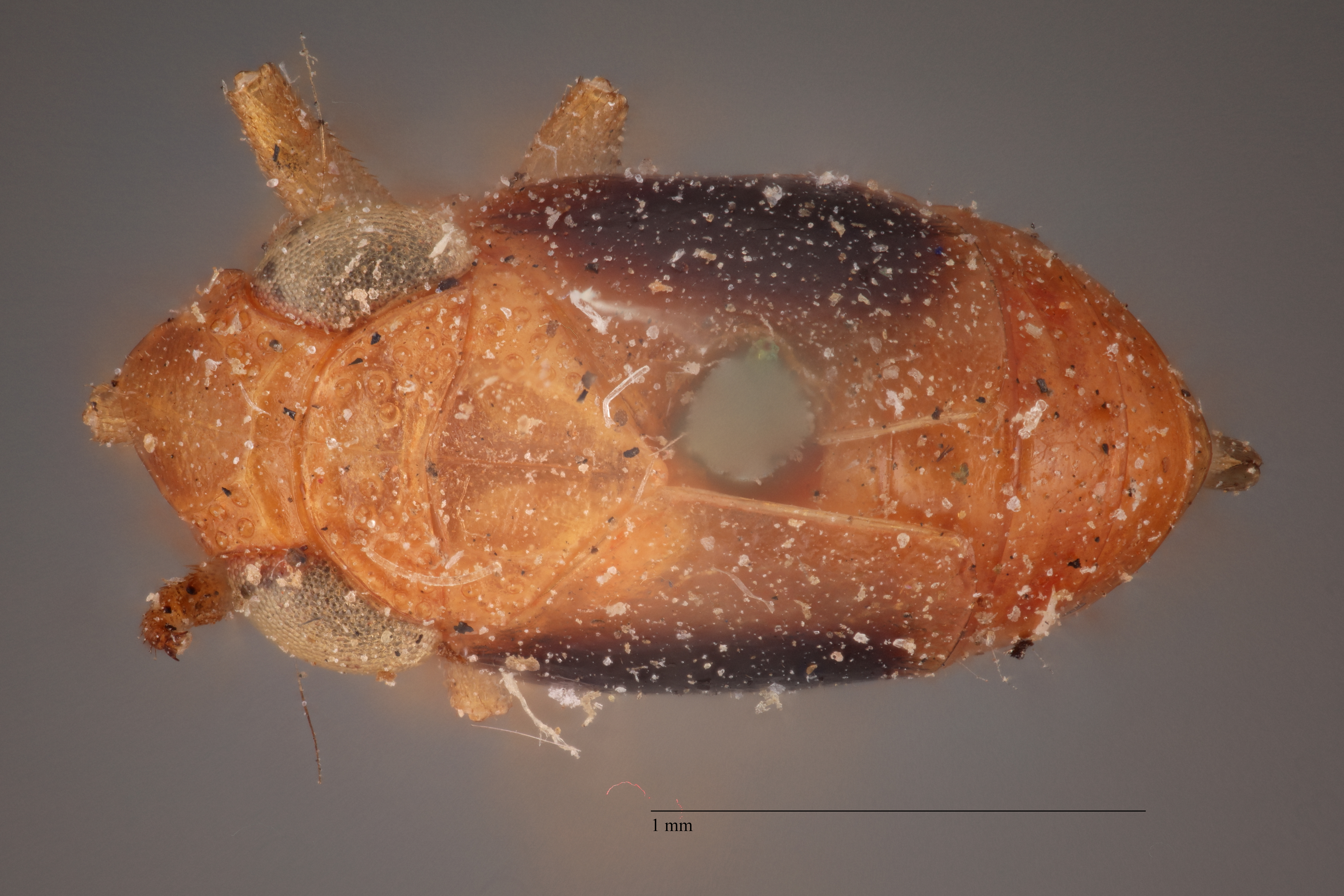 Habitus, dorsal view: (Observation).
