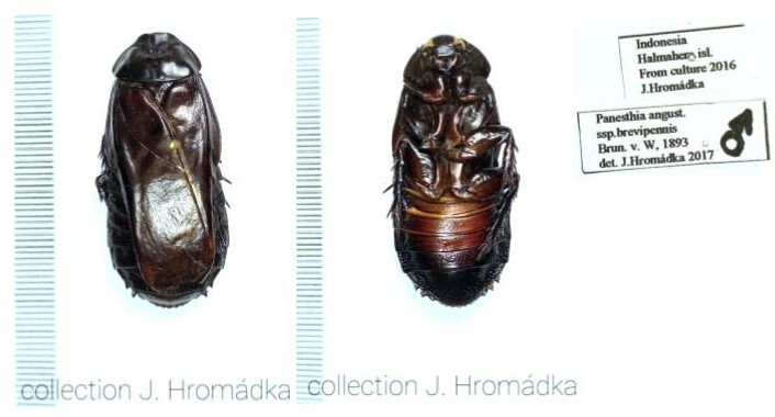 Panesthia angustipennis brevipennis Brunner von Wattenwyl, 1893: female nymph. (Otu).