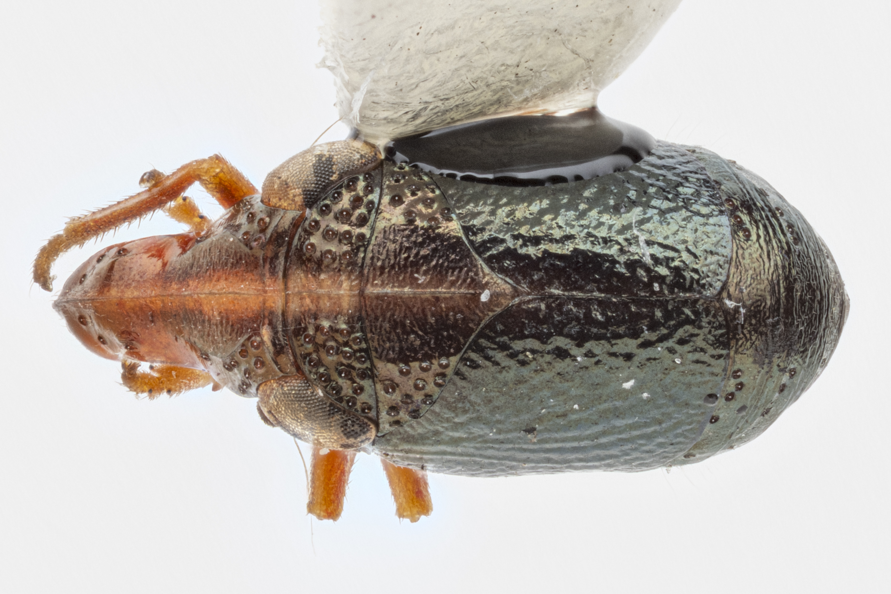 Habitus, dorsal view: !! display not done !! on Bruchomorpha nodosa Doering, 1940: (Observation).