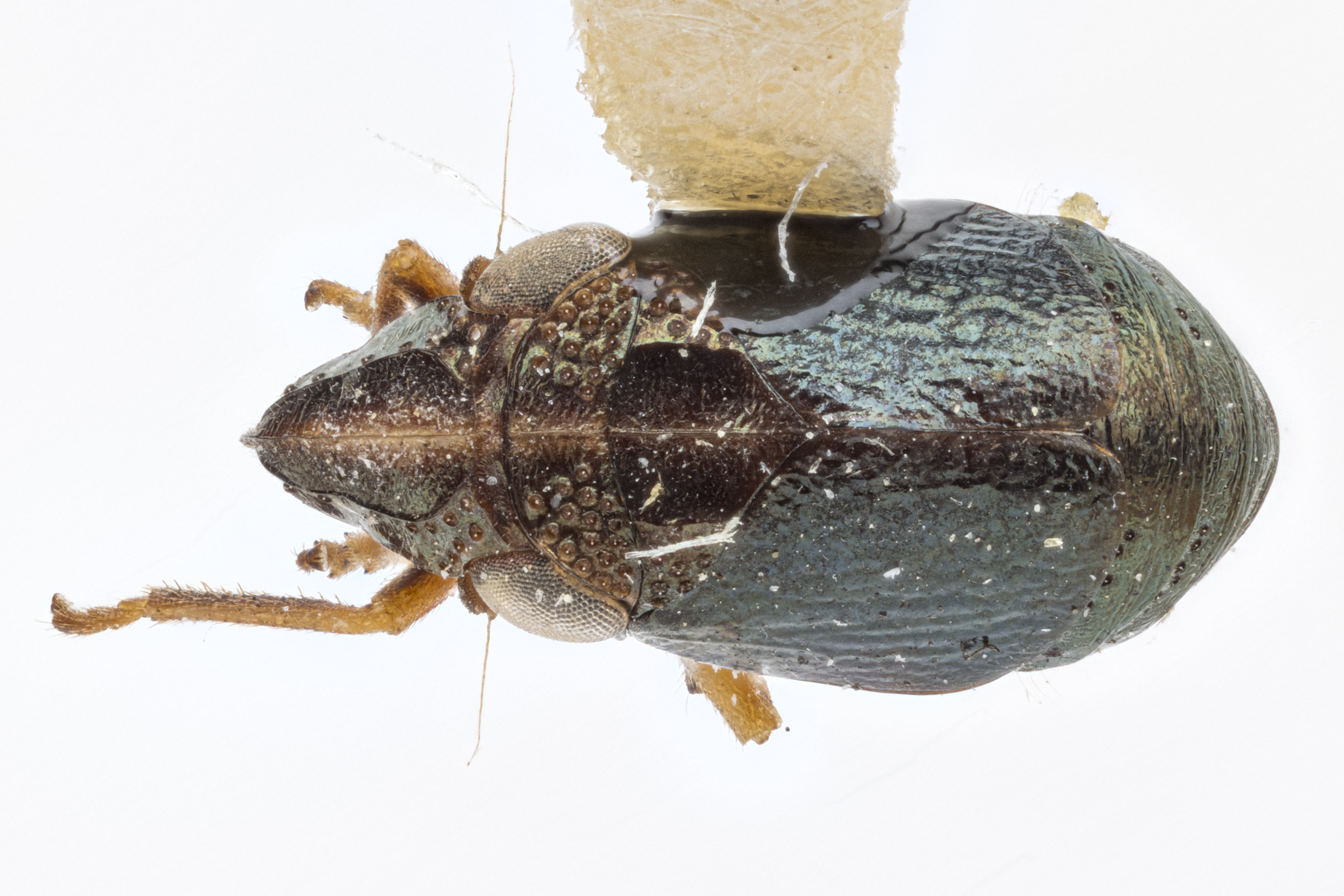 Habitus, dorsal view: !! display not done !! on Bruchomorpha oculata Newman, 1838: (Observation).