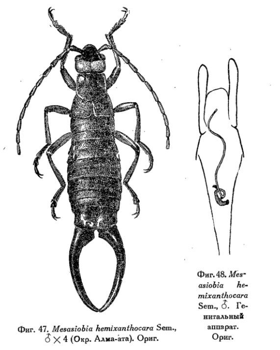 Mesasiobia hemixanthocara Semenov, 1908: Fig. 47. Mesasiobia hemixanthocara Sem. Male X 4. (Almaty environs). Original. Fig.48 Mesasiobia hemixanthocara Sem. Male genitalia. Original. (Otu).