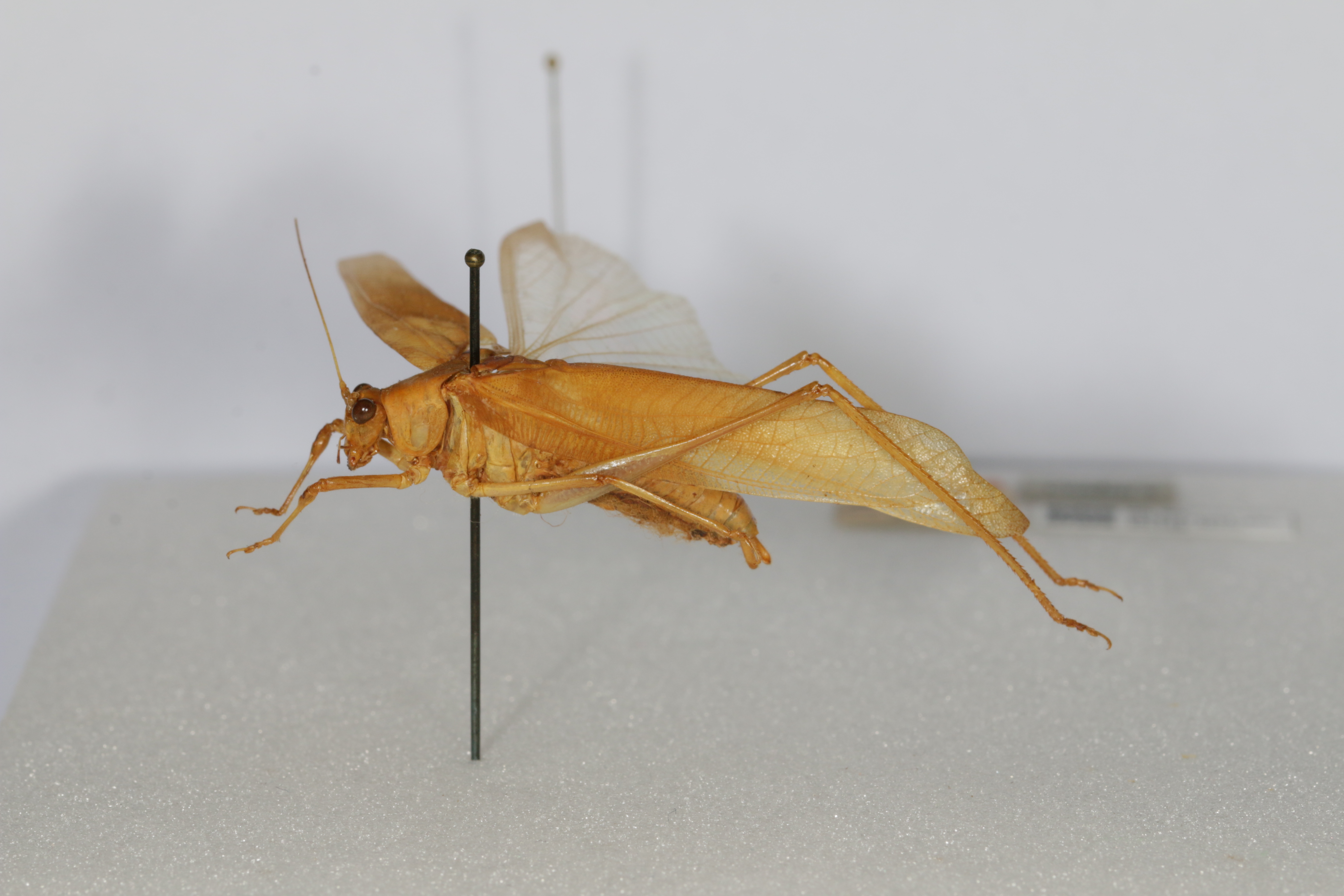 CollectionObject 1500568; 933214eb-e823-46f2-b115-9756ff6b4a67: Male, lateral view (syntype). (CollectionObject).