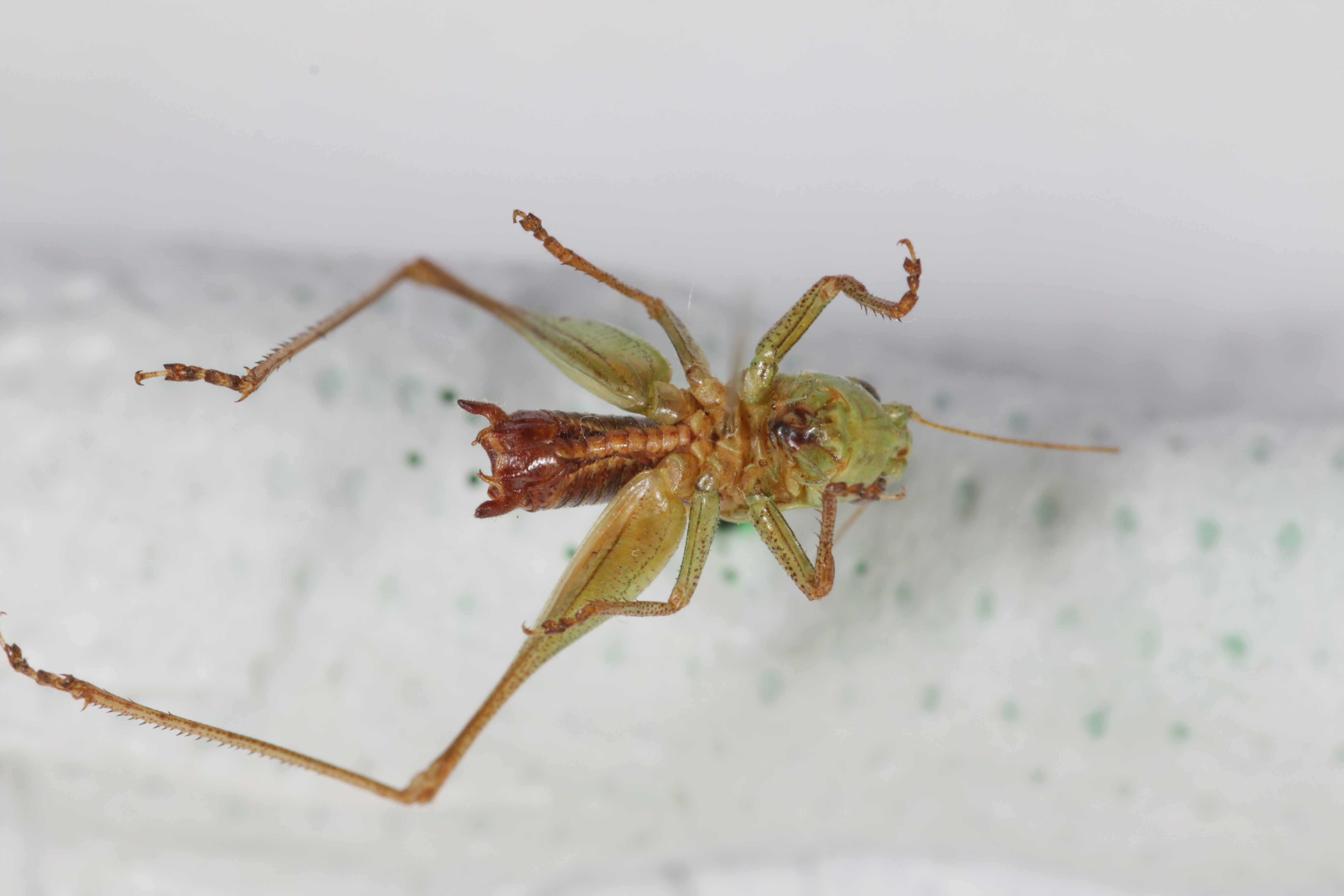 CollectionObject 1502857; 1a308cd0-442b-48bc-b2d3-9988ae166e95: Male, ventral view (holotype). (CollectionObject).