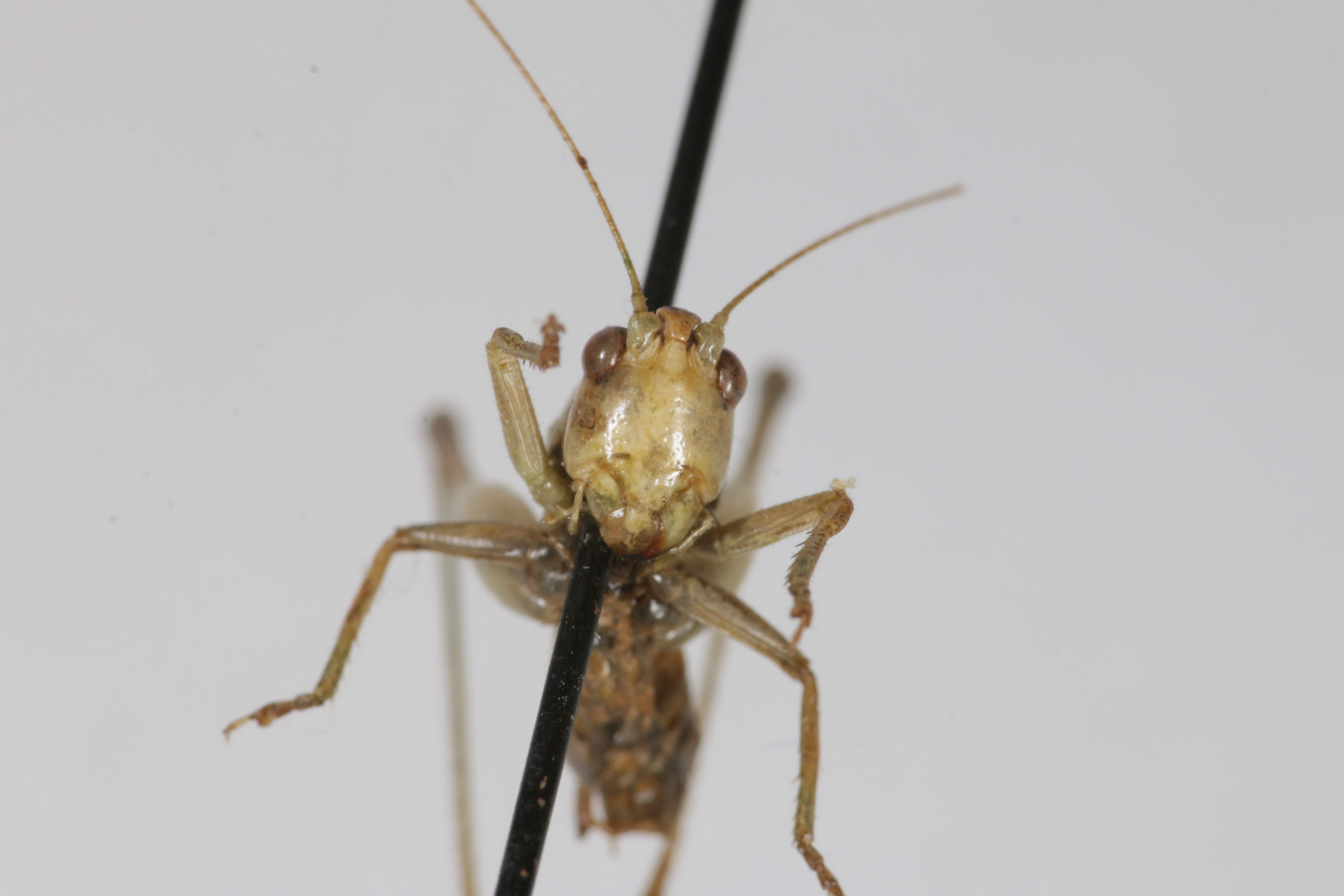 CollectionObject 1502858; d6aee2a7-0636-4b16-abc7-37f1a745bb02: Male, head, anterior view (holotype). (CollectionObject).