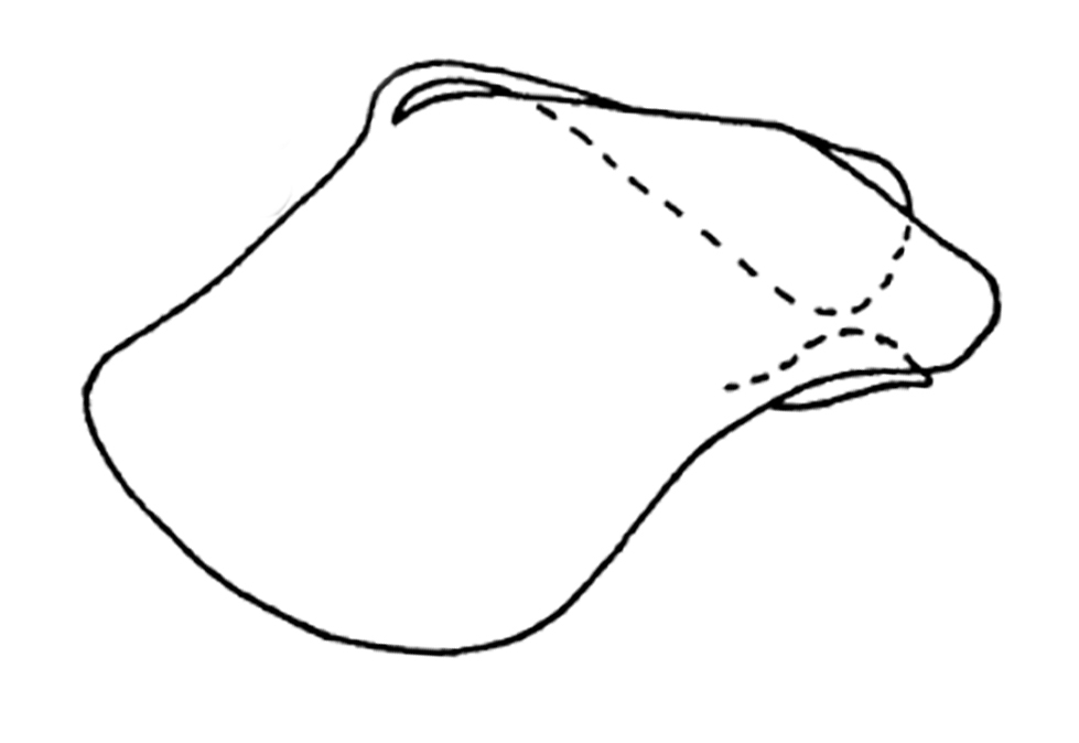 Pygofer, lateral view: Male: pygofer, lateral view. (Observation).