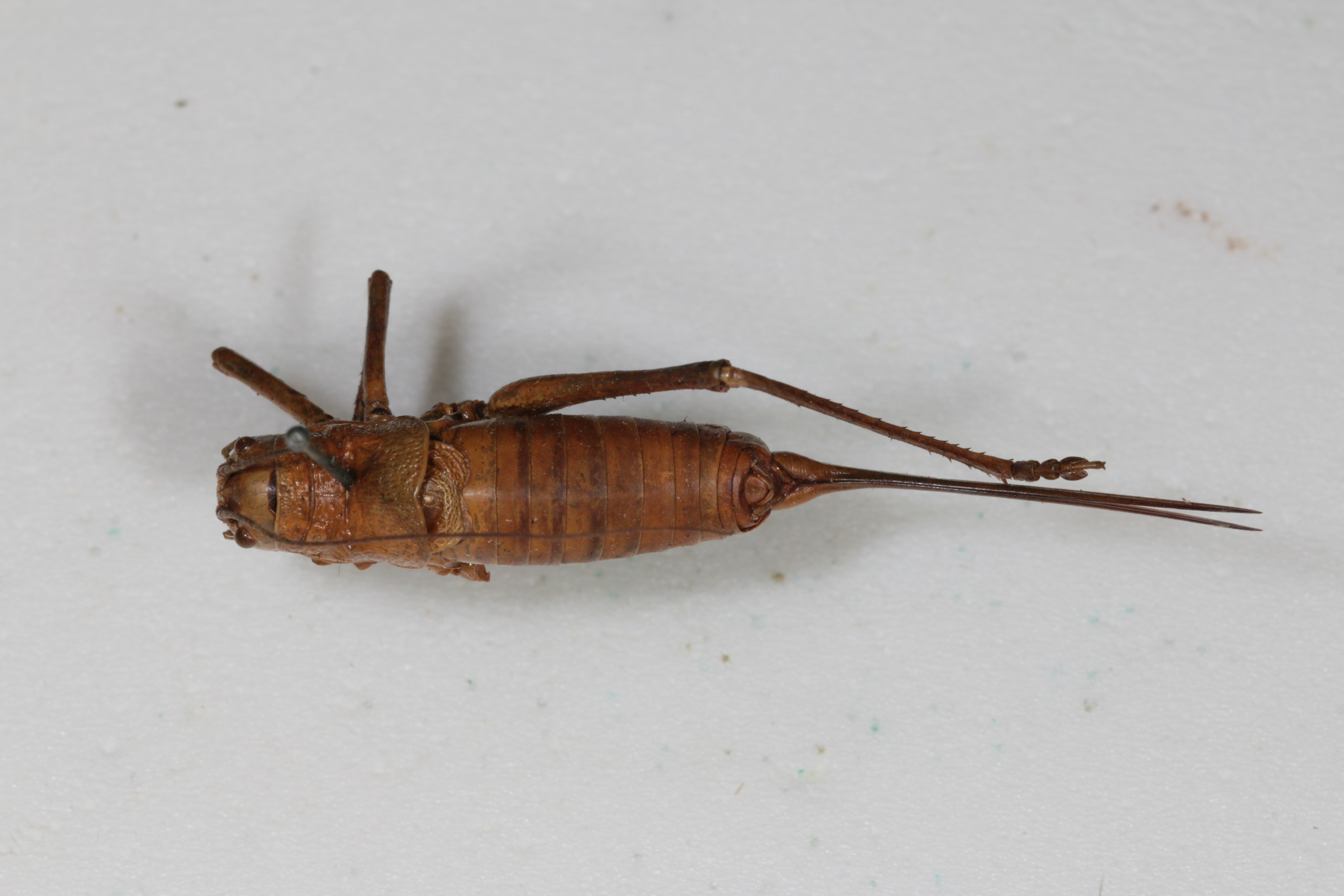 CollectionObject 1505619; 6ee33fde-811e-4d01-852f-799dd1634c26: Female, dorsal view (syntype). (CollectionObject).