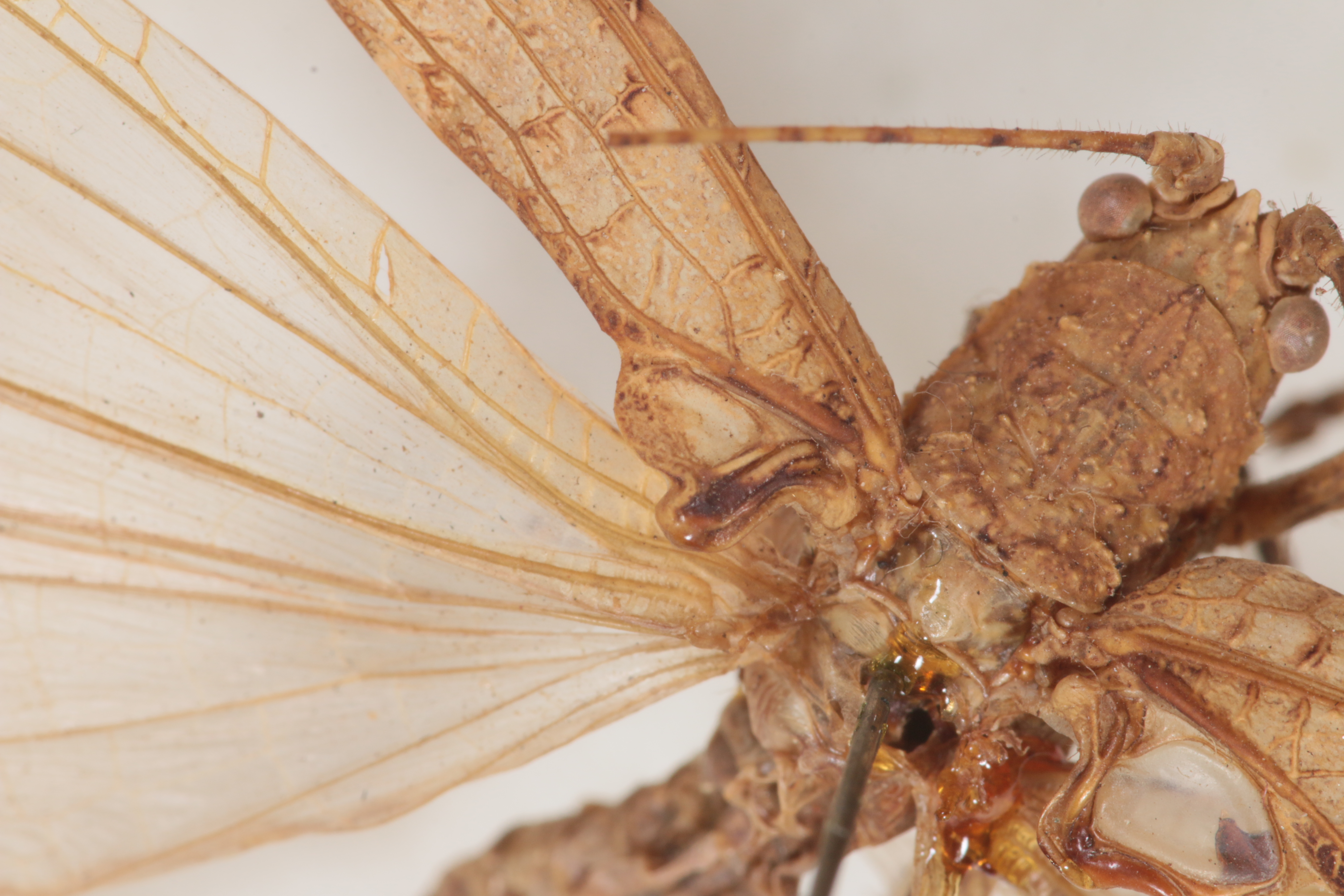 CollectionObject 1506599; d68ec6e8-1495-424c-89f6-94b4ed564152: Male, wing, dorsal view (syntype). (CollectionObject).