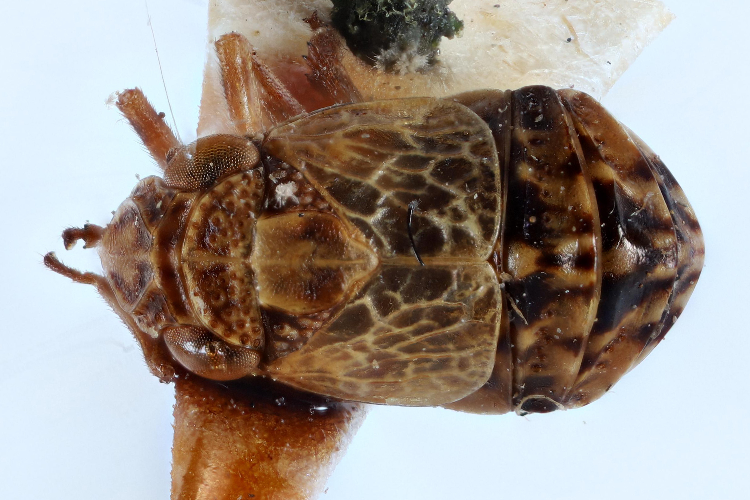 Habitus, dorsal view: !! display not done !! on Bruchomorpha mexicana Kirkaldy, 1913: (Observation).