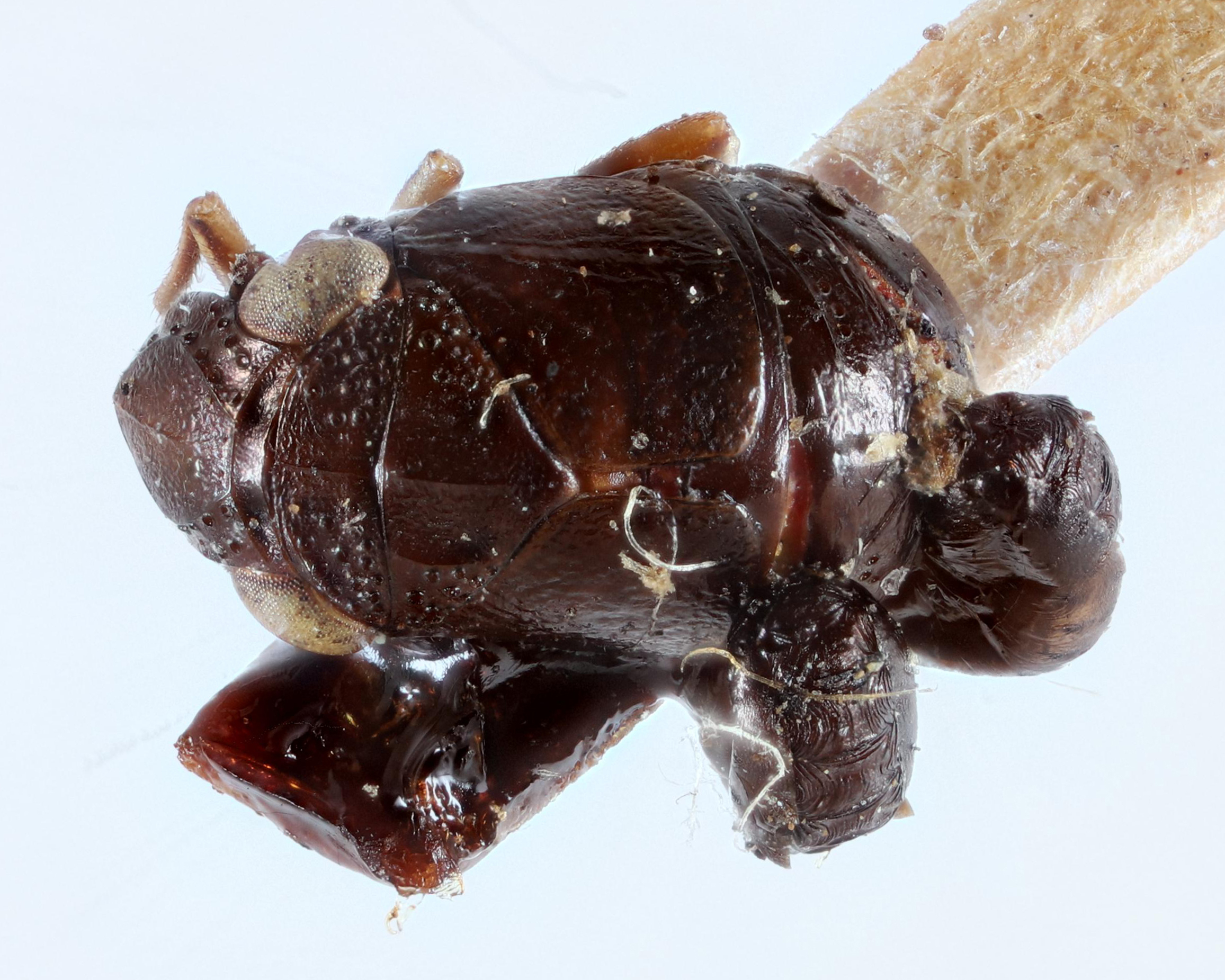 Habitus, dorsal view: !! display not done !! on Bruchomorpha mormo Kirkaldy, 1907: (Observation).