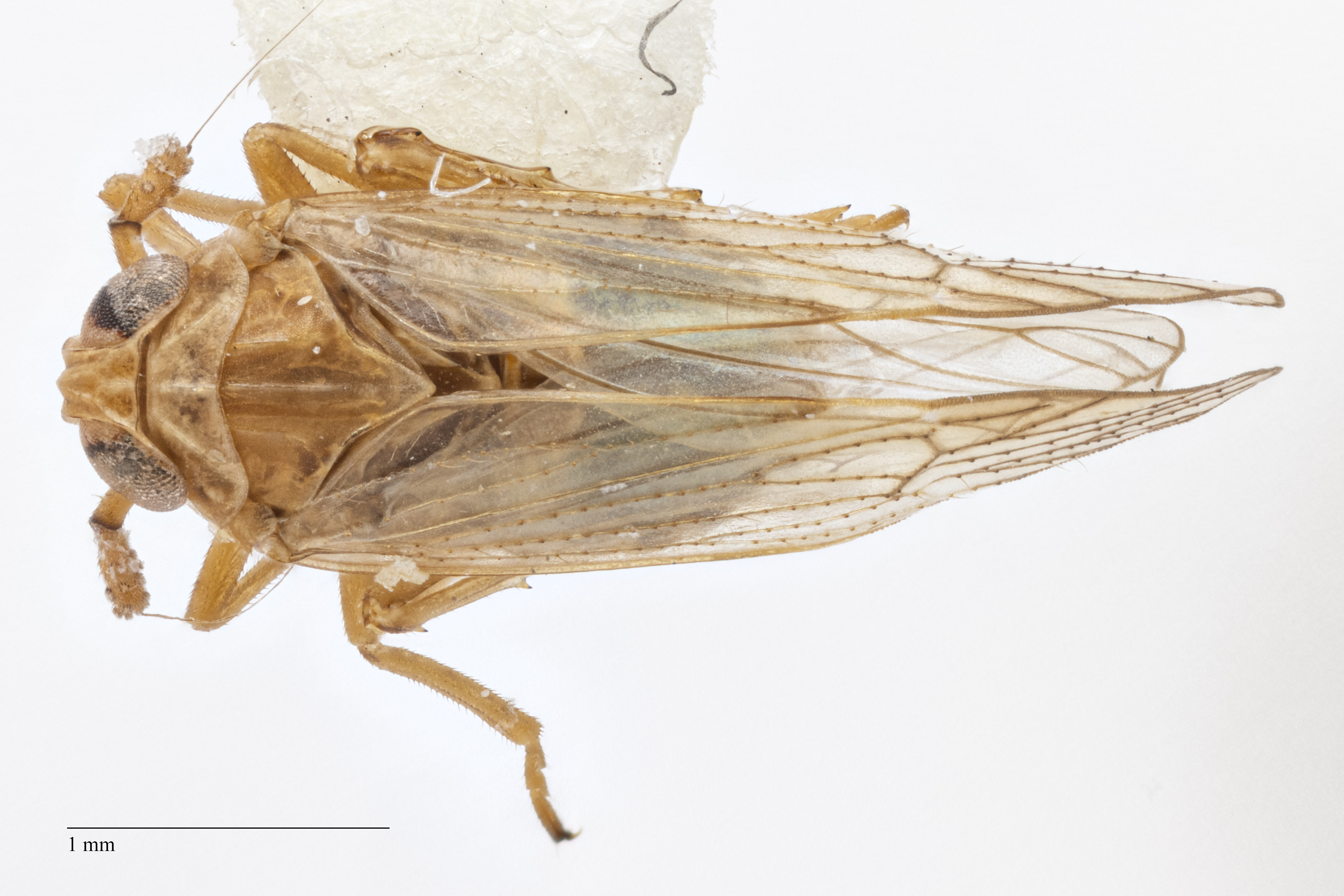 Habitus, dorsal view: !! display not done !! on Pareuidella weedi (Van Duzee, 1897): (Observation).