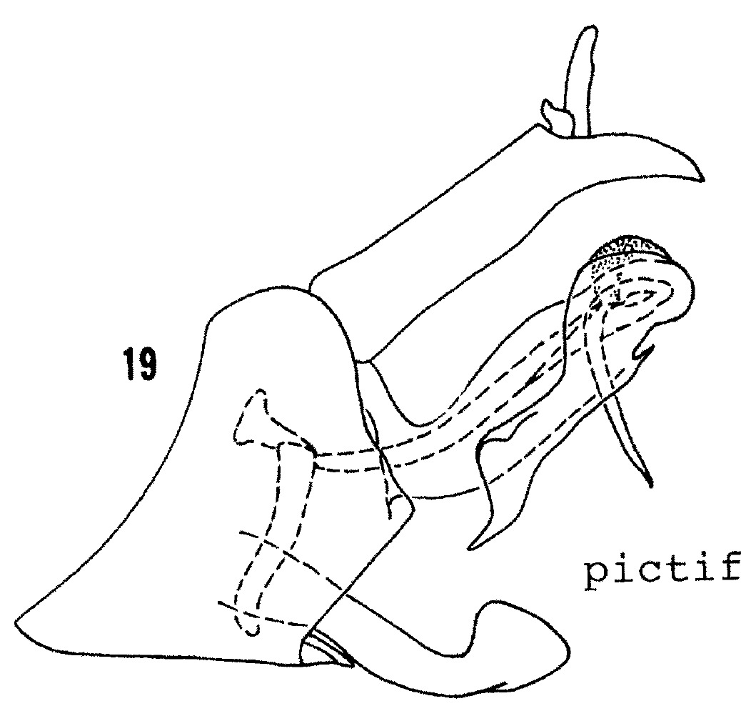 Pygofer, lateral view: !! display not done !! on Haplaxius pictifrons (Stål, 1862): (Observation).