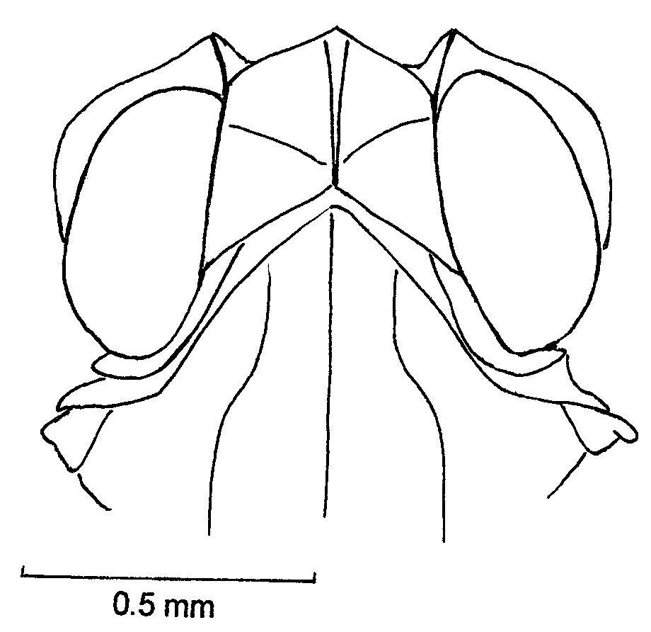 Head: (Observation).