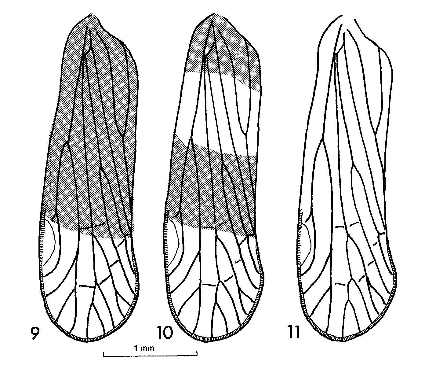 Forewing: (Observation).