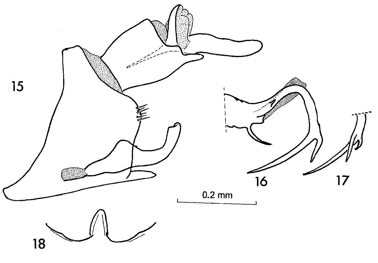 Other: !! display not done !! on Borbonomyndus pallidus (Synave, 1960): (Observation).