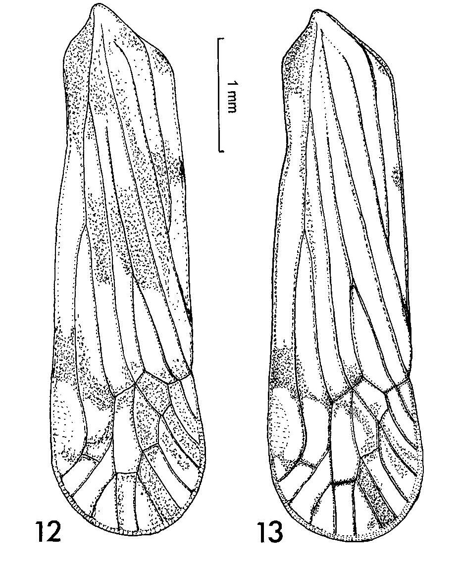 Forewing: (Observation).