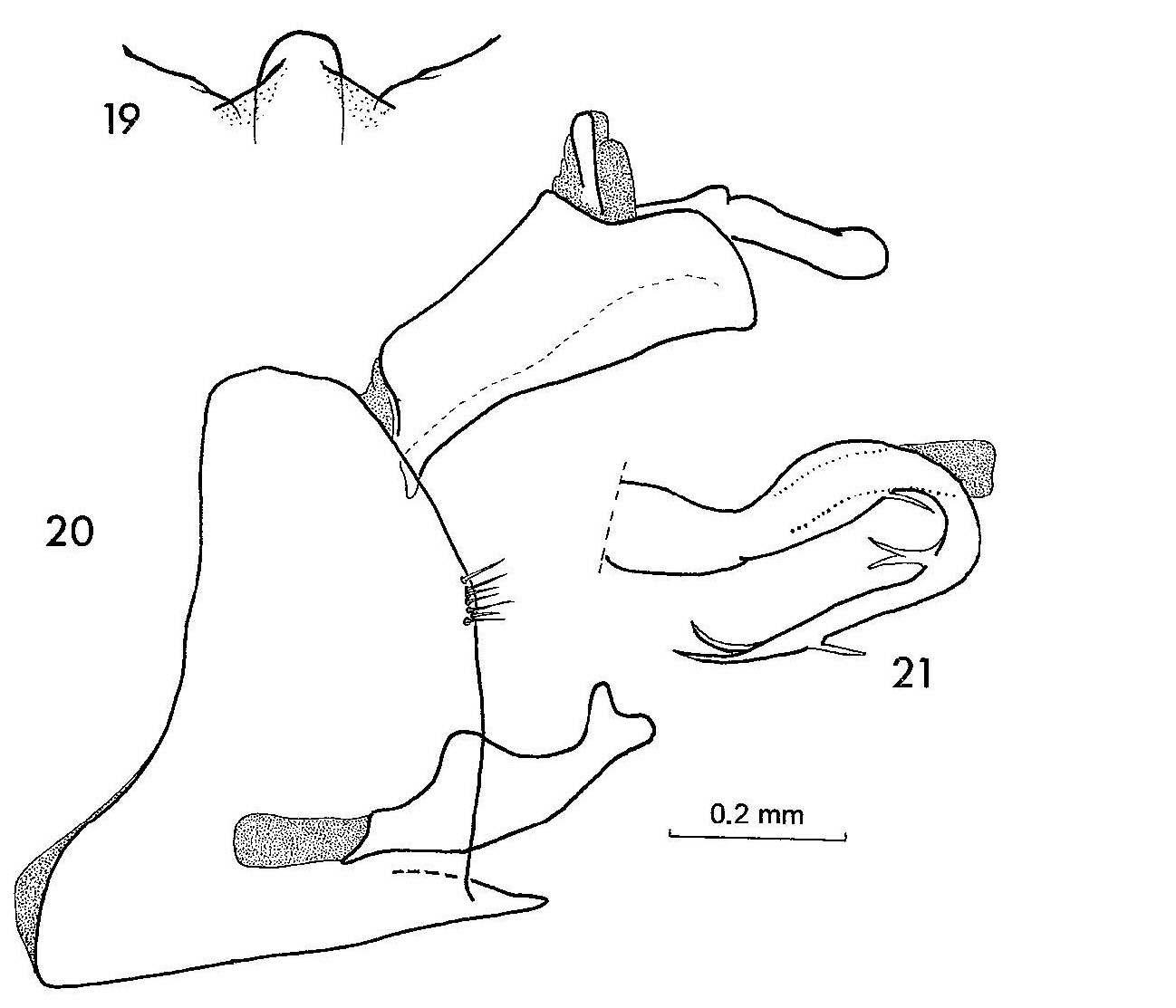 Other: !! display not done !! on Borbonomyndus pandanicola Attié, Bourgoin & Bonfils, 2002: (Observation).