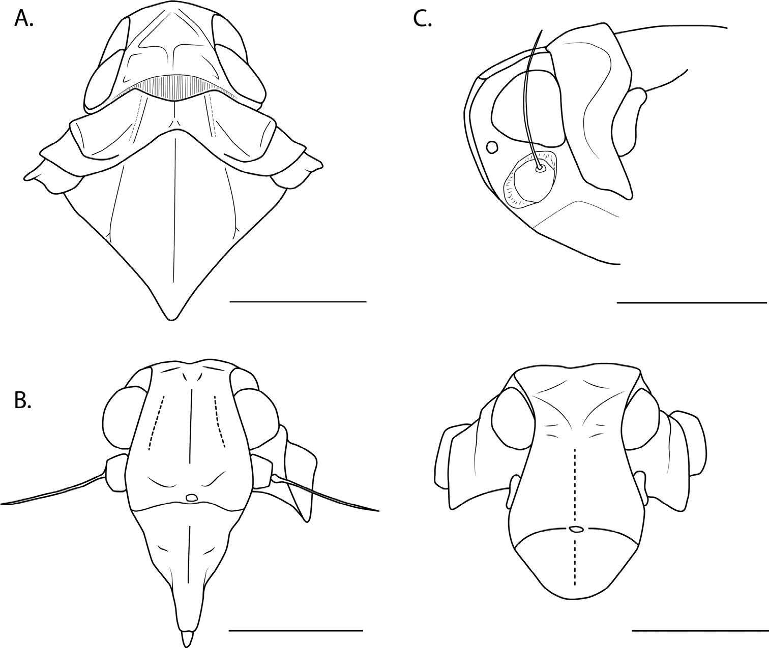 Head: (Observation).