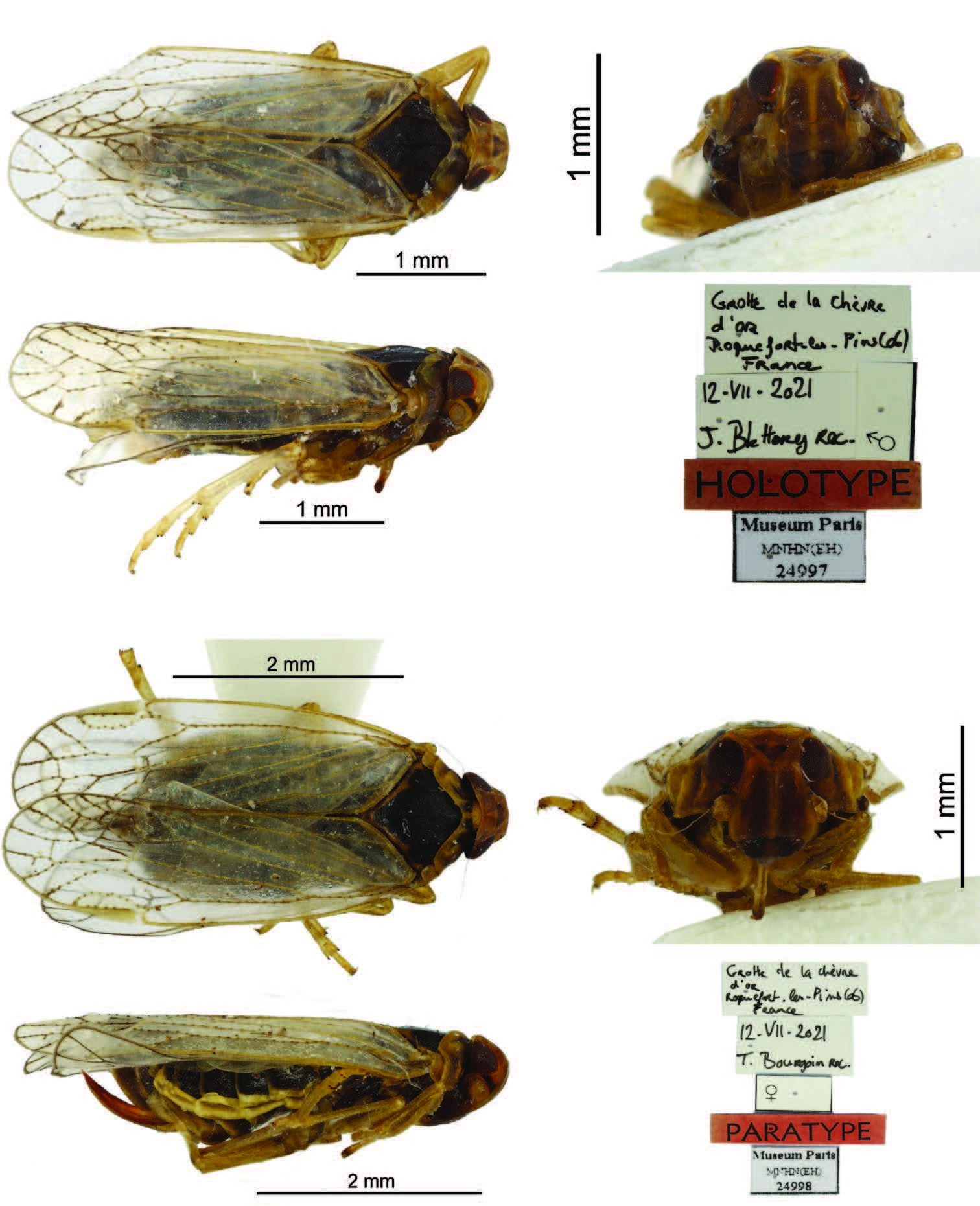 Other: !! display not done !! on Coframalaxius bletteryi Le Cesne & Bourgoin, 2022: (Observation).