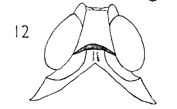 Head: (Observation).