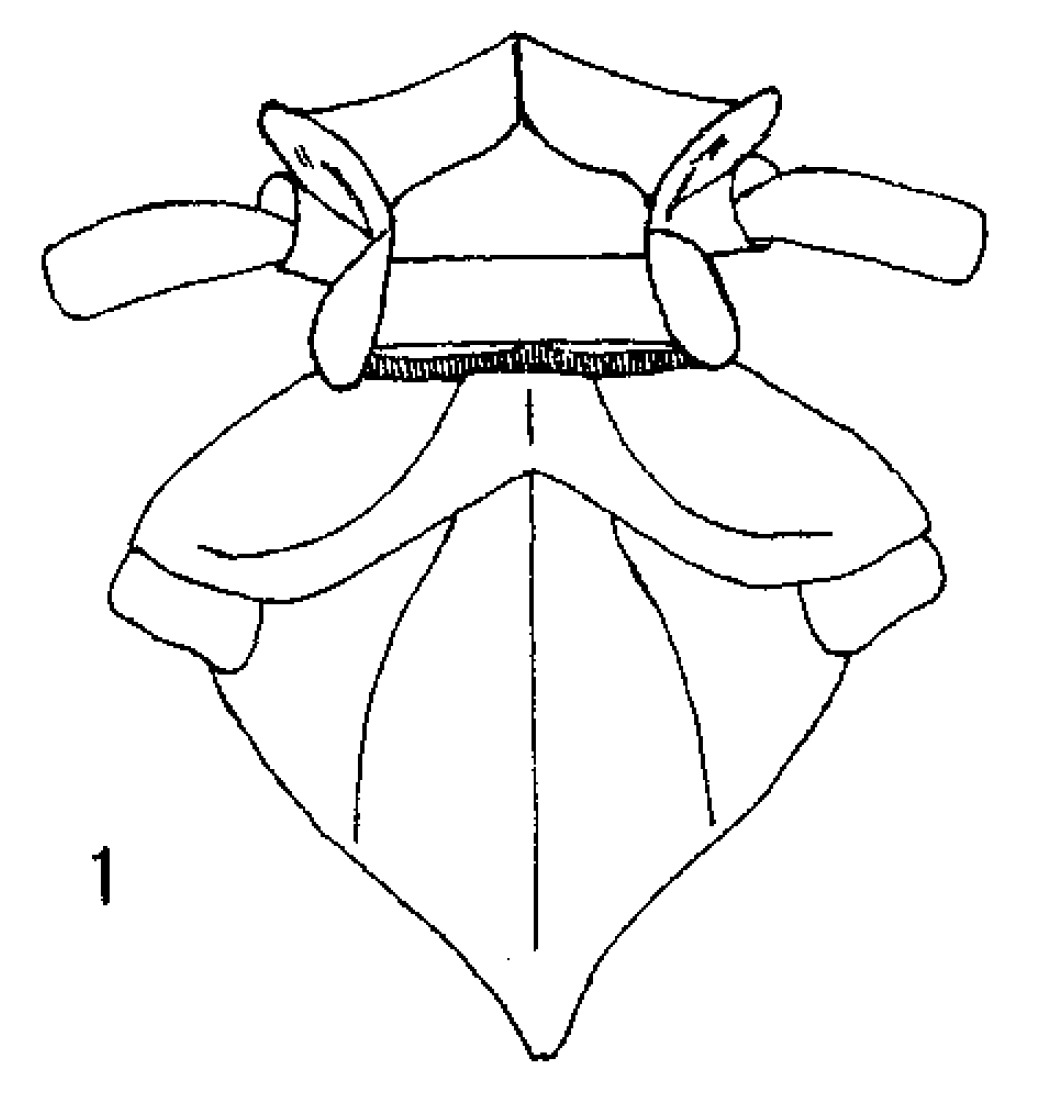 Habitus, dorsal view: (Observation).