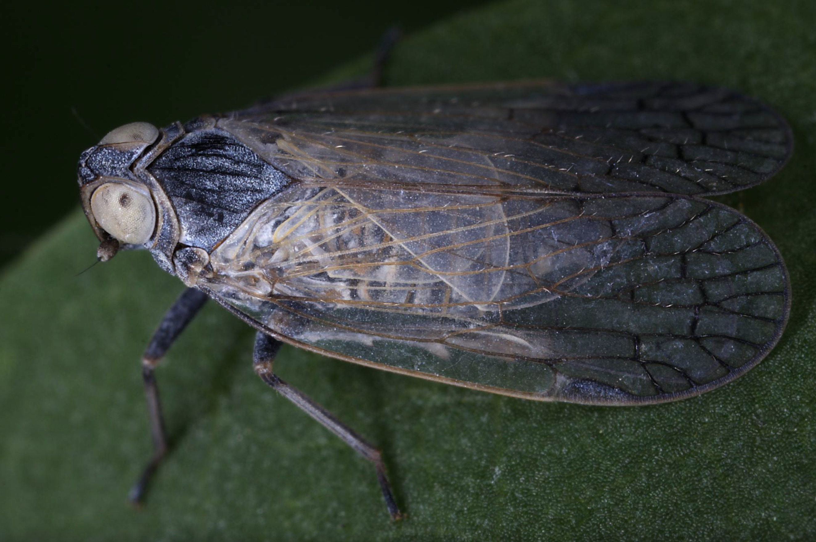 Live specimen: !! display not done !! on Pentastiridius (Pentastiridius) leporinus (Linnaeus, 1761): (Observation).