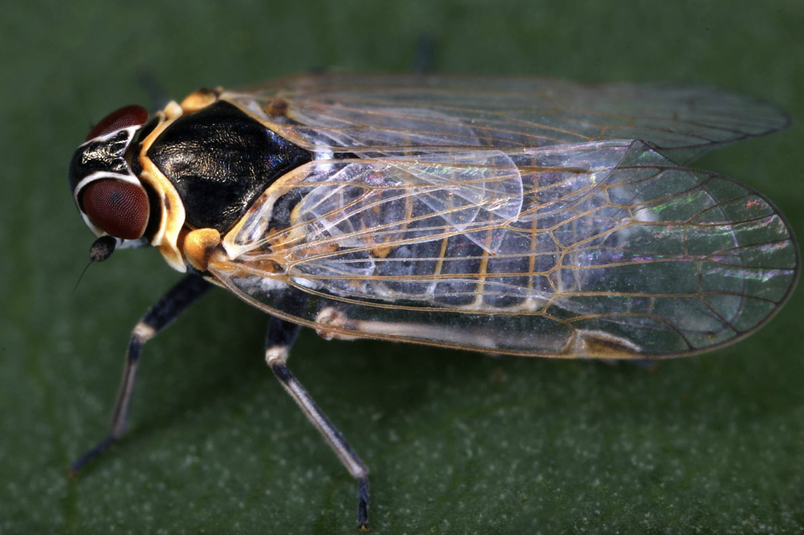 Live specimen: (Observation).
