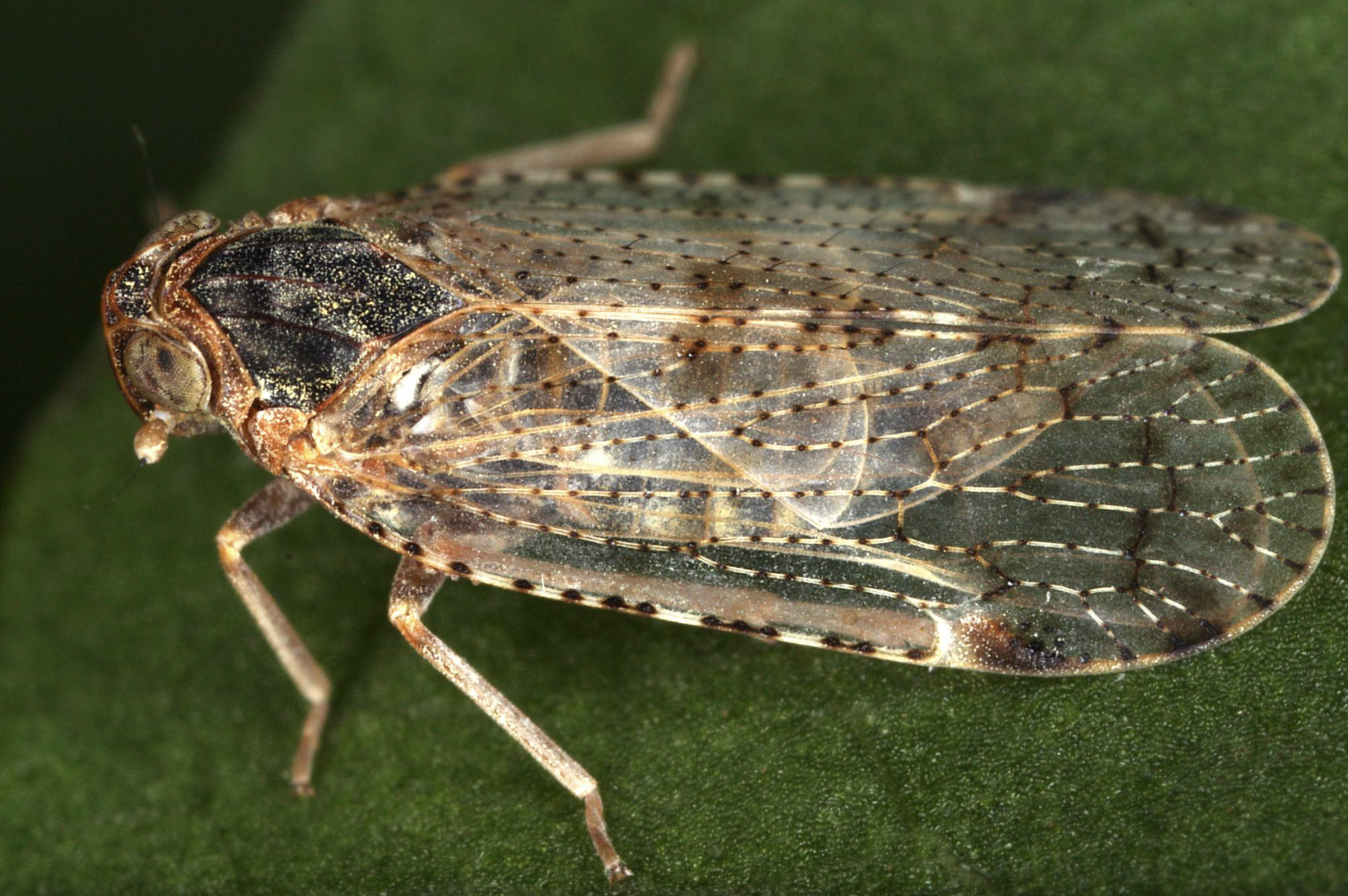 Live specimen: !! display not done !! on Cixius (Ceratocixius) wagneri China, 1942: (Observation).