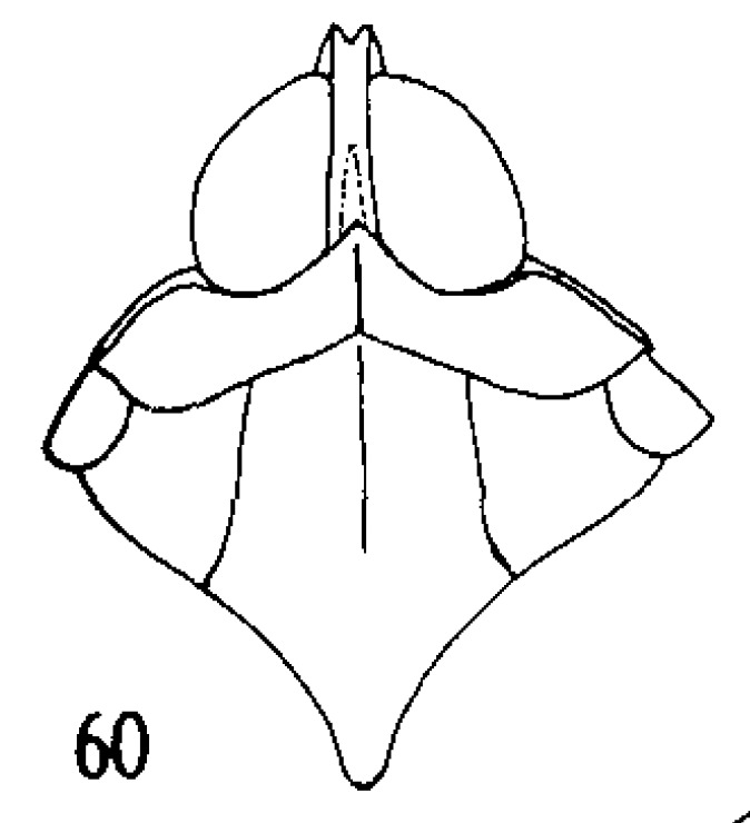 Habitus, dorsal view: (Observation).