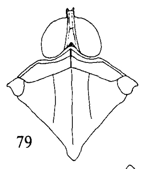Habitus, dorsal view: (Observation).