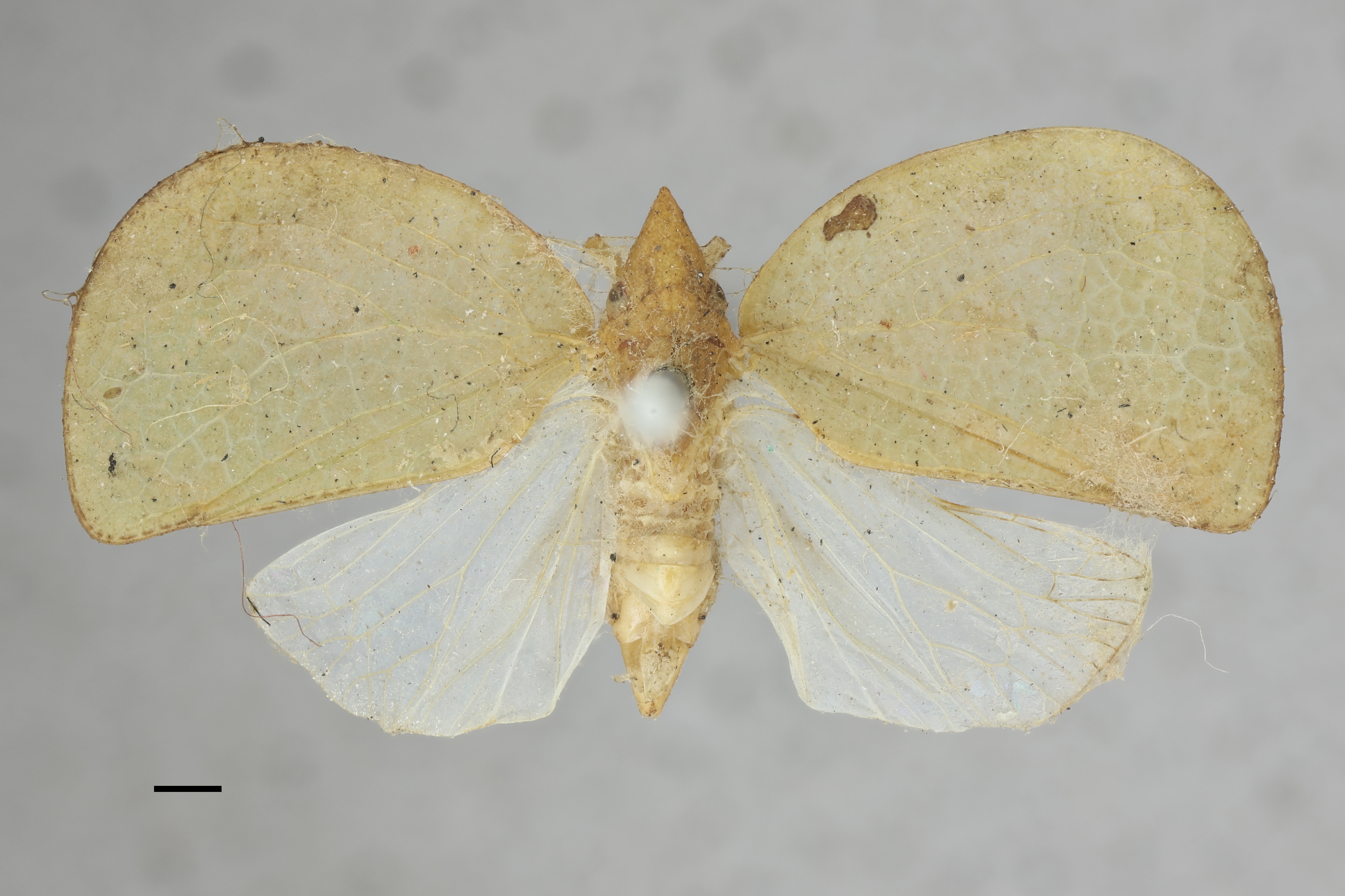 Habitus, dorsal view: !! display not done !! on Acanalonia affinis Fowler, 1900: (Observation).
