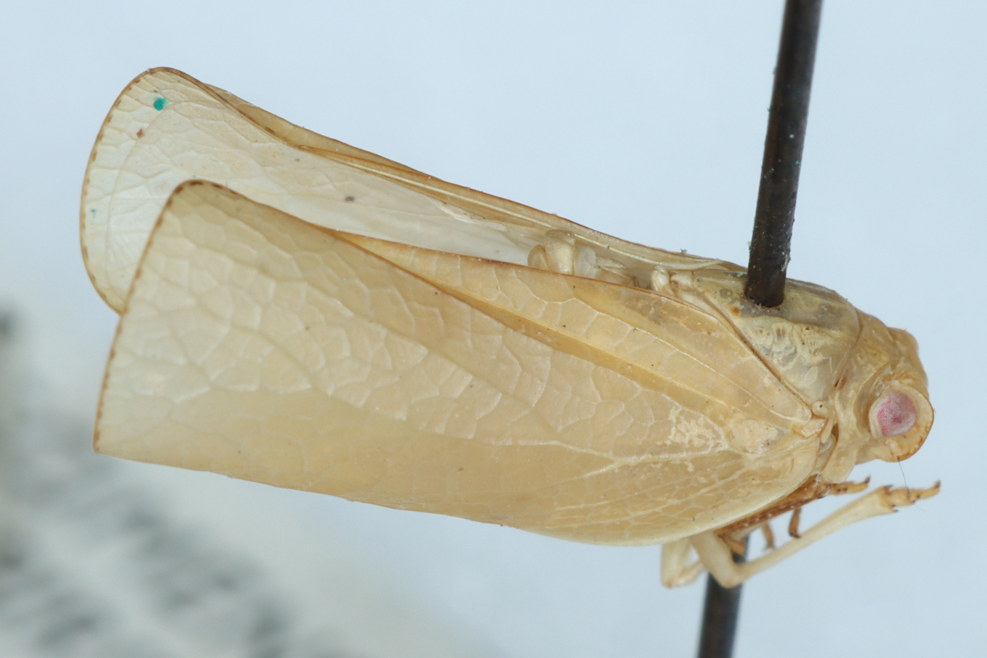 Habitus, lateral view: !! display not done !! on Acanalonia umbellicauda Fennah, 1945: (Observation).