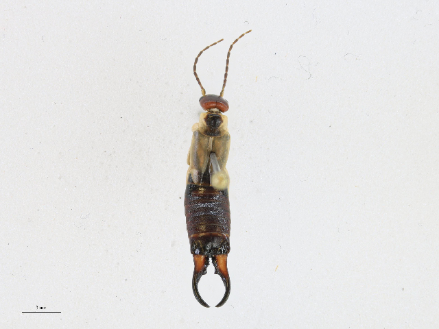 CollectionObject 2223588; a8d3c0f7-dd2d-4b45-ab84-6fe4a23354f3, BIOUG/CBG-A18383-E02: Forficula sp. specimen CBG-A18383-E02. (CollectionObject).