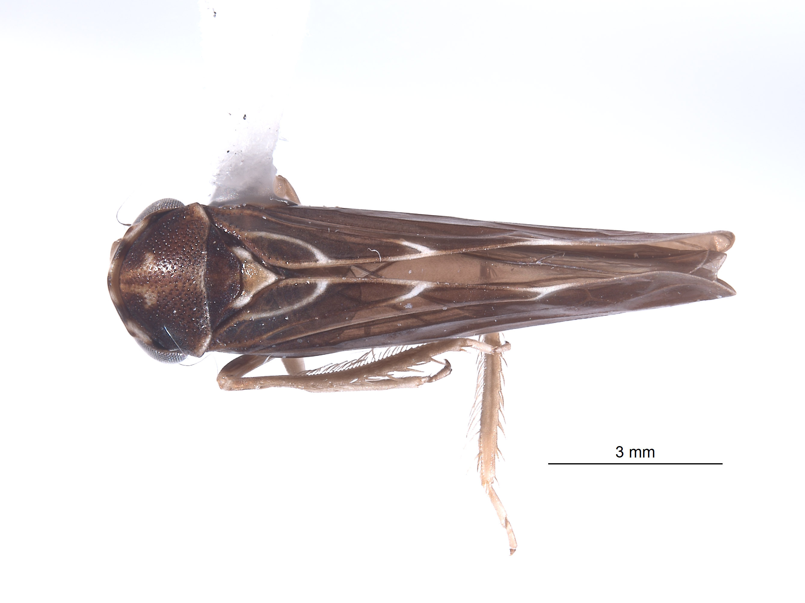 Habitus, dorsal view: !! display not done !! on Agallidwipa bispinosa Viraktamath & Gonçalves, 2013: (Observation).
